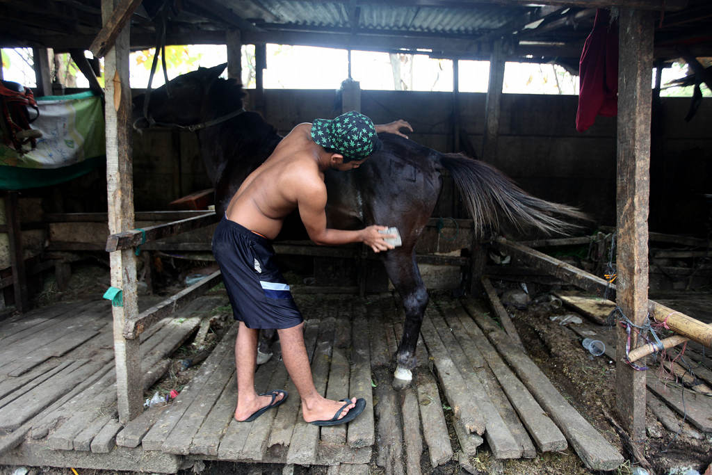 Merawat Kuda Wisata