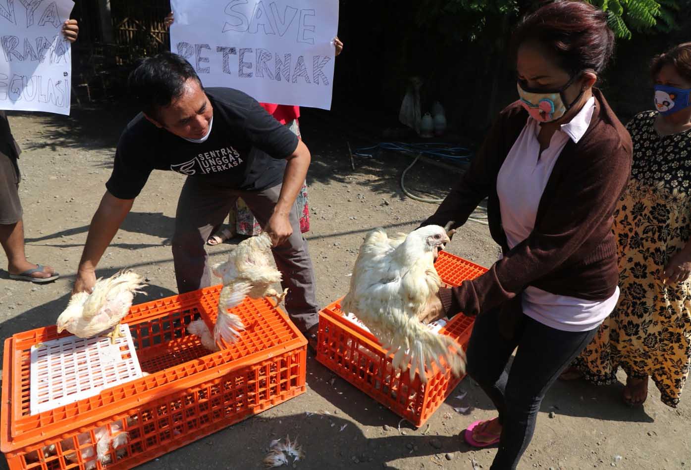 Peternak Ayam Pedaging Merugi