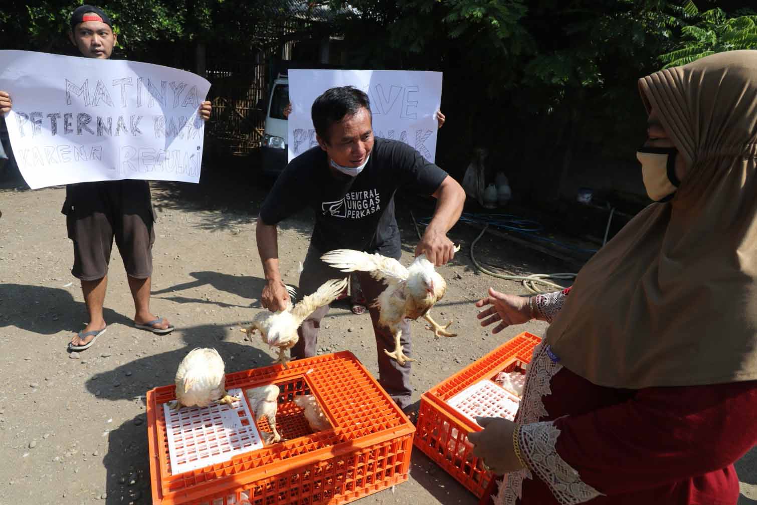 Peternak Ayam Pedaging Merugi