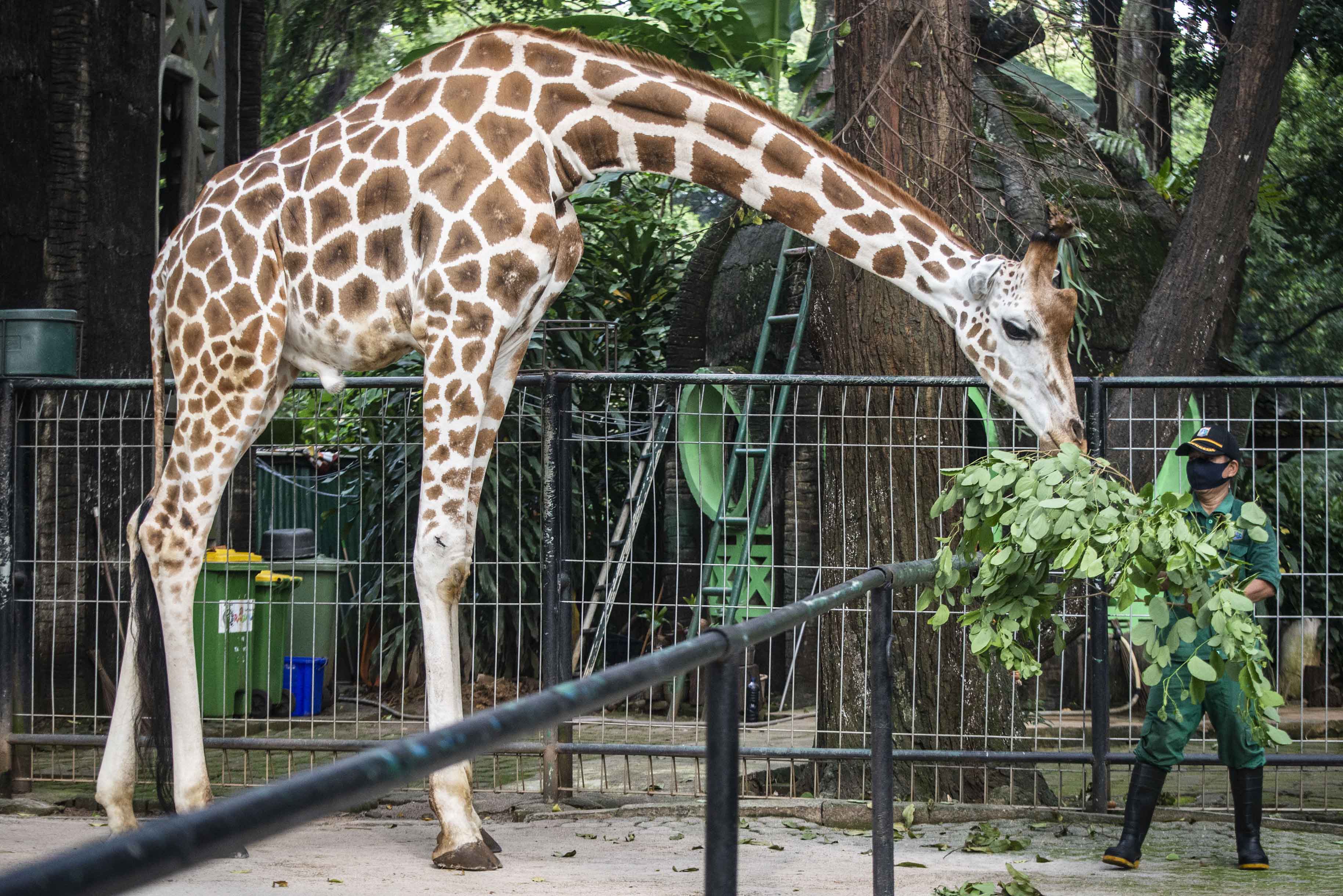 Perawatan Satwa Taman Margasatwa Ragunan