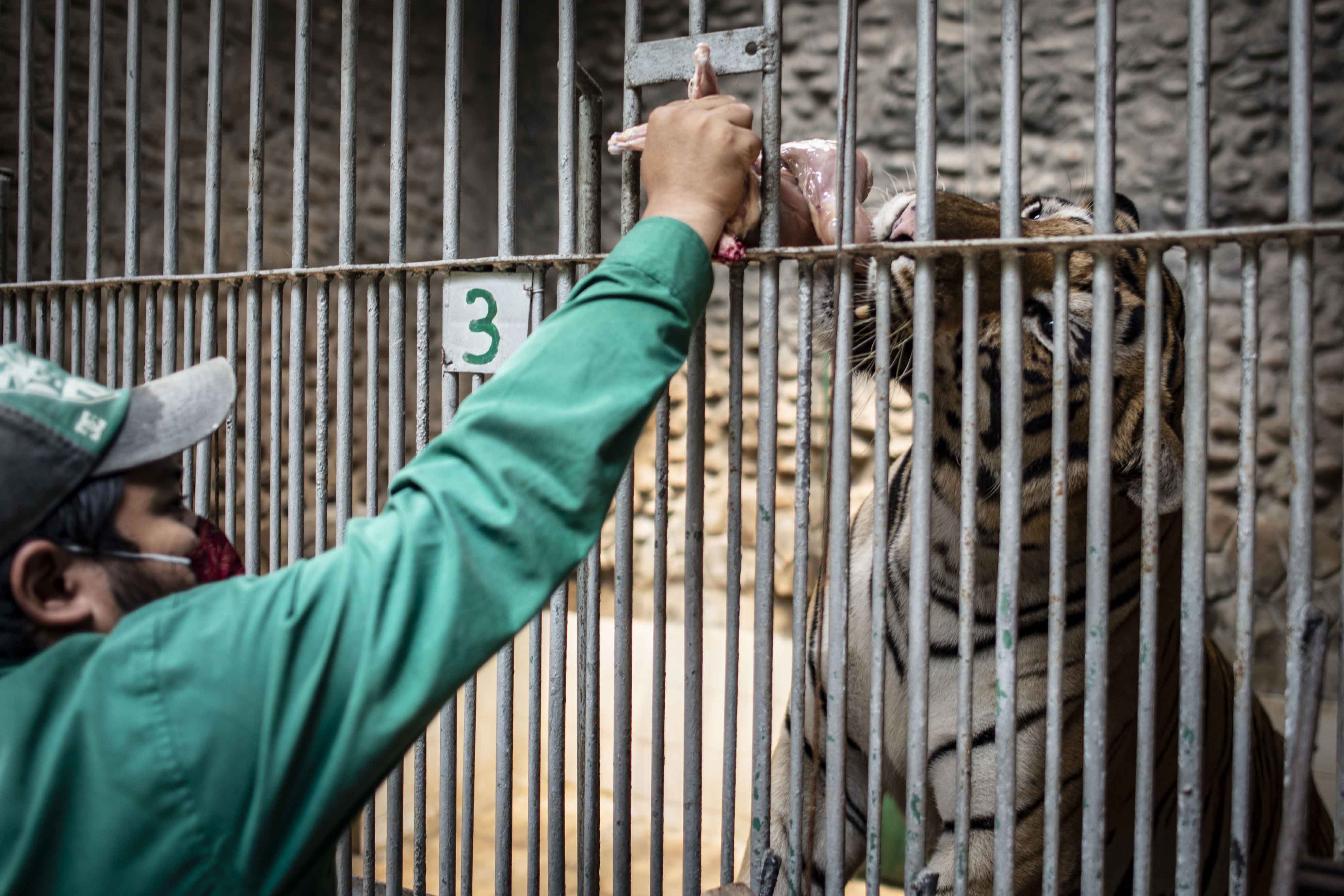 Perawatan Satwa Taman Margasatwa Ragunan