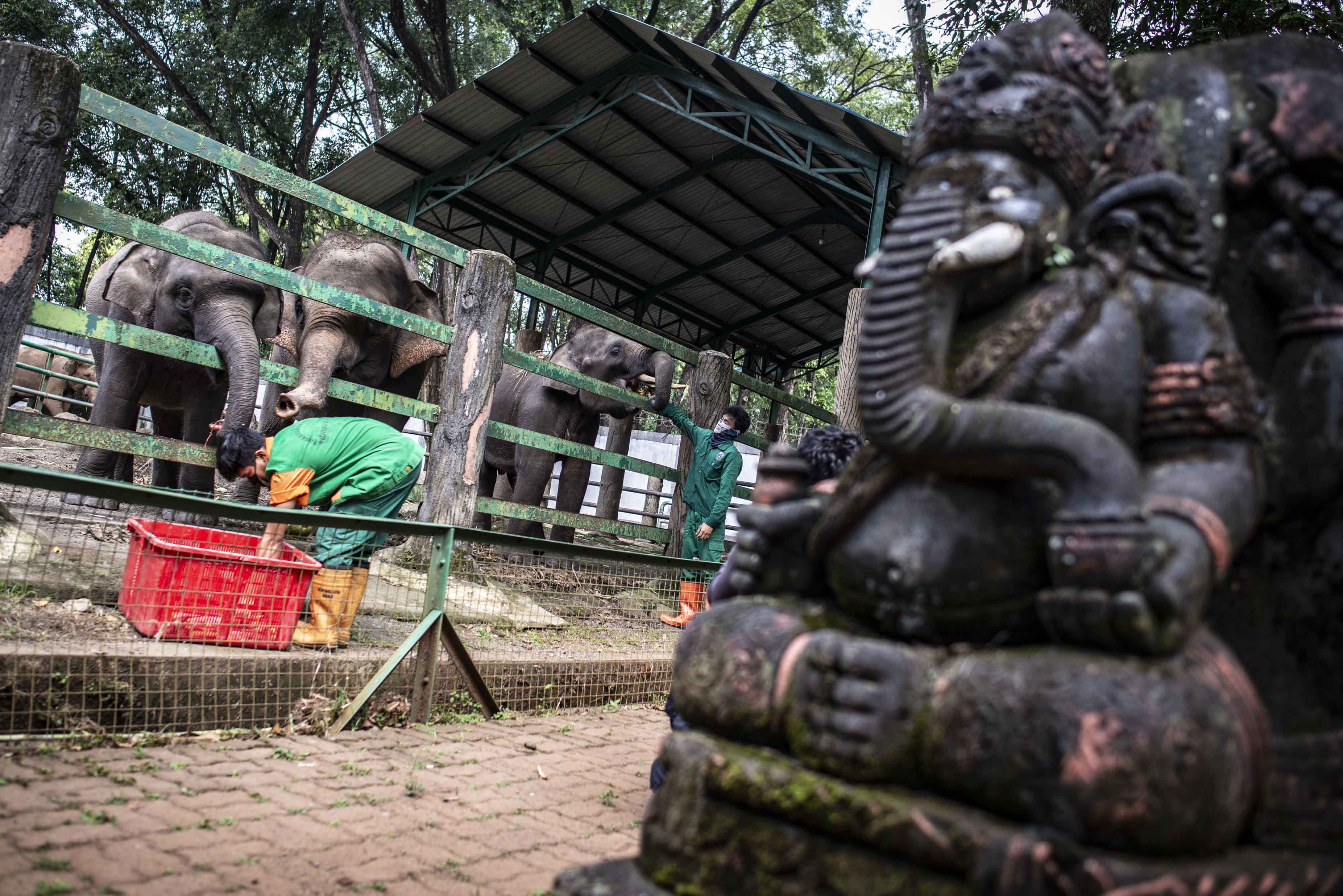 Perawatan Satwa Taman Margasatwa Ragunan
