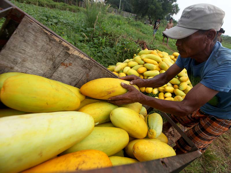 Petani Ketimun Suri Tahan Hadapi Pandemi Korona