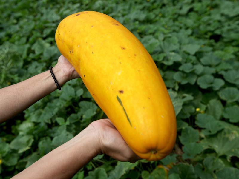 Petani Ketimun Suri Tahan Hadapi Pandemi Korona