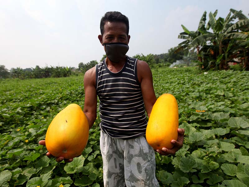 Petani Ketimun Suri Tahan Hadapi Pandemi Korona