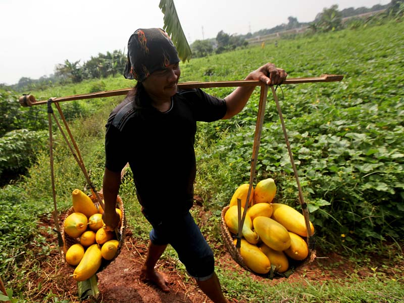 Petani Ketimun Suri Tahan Hadapi Pandemi Korona