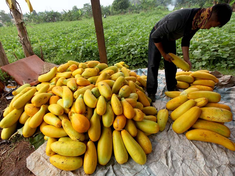 Petani Ketimun Suri Tahan Hadapi Pandemi Korona