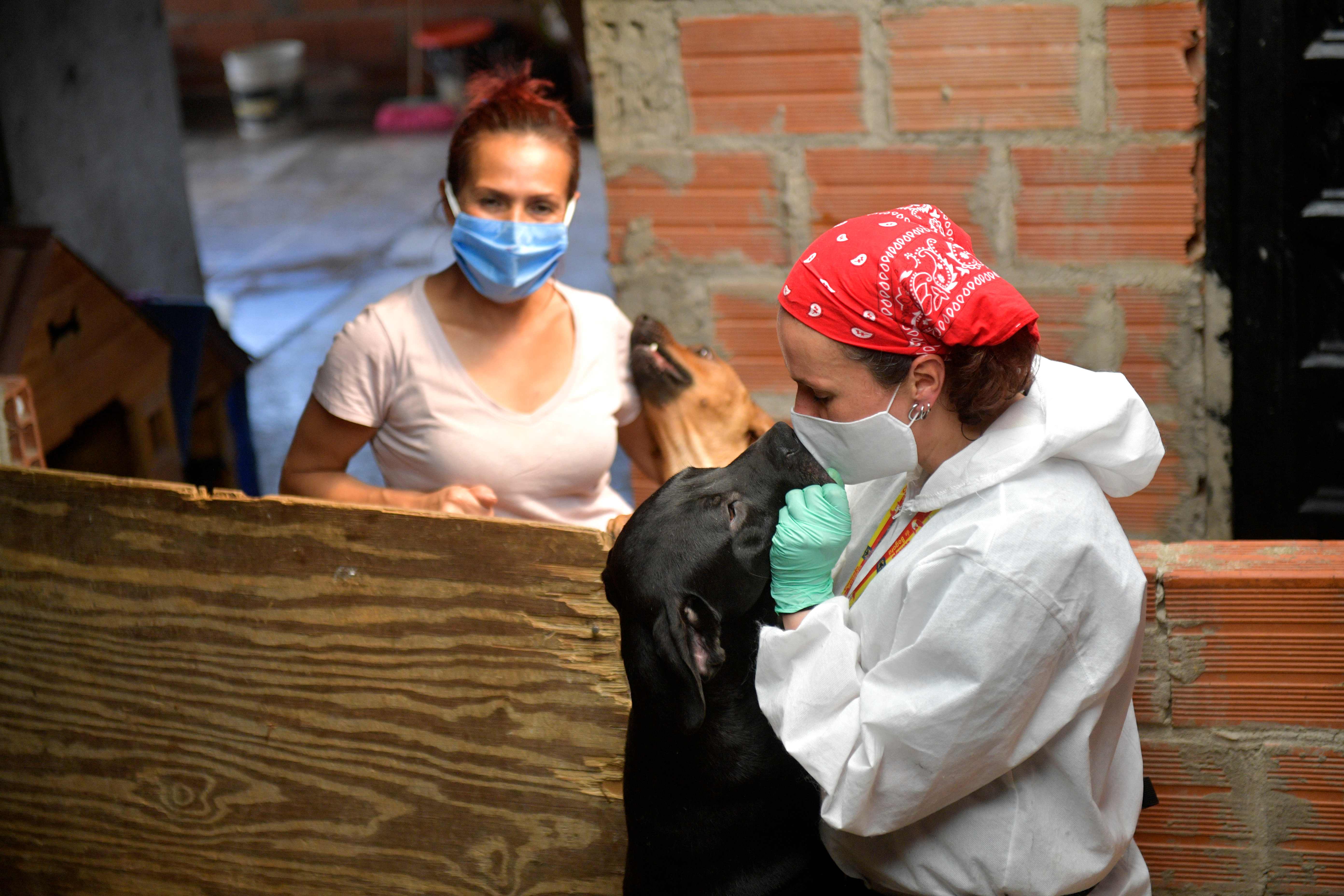 Aksi Penyelamatan Binatang 