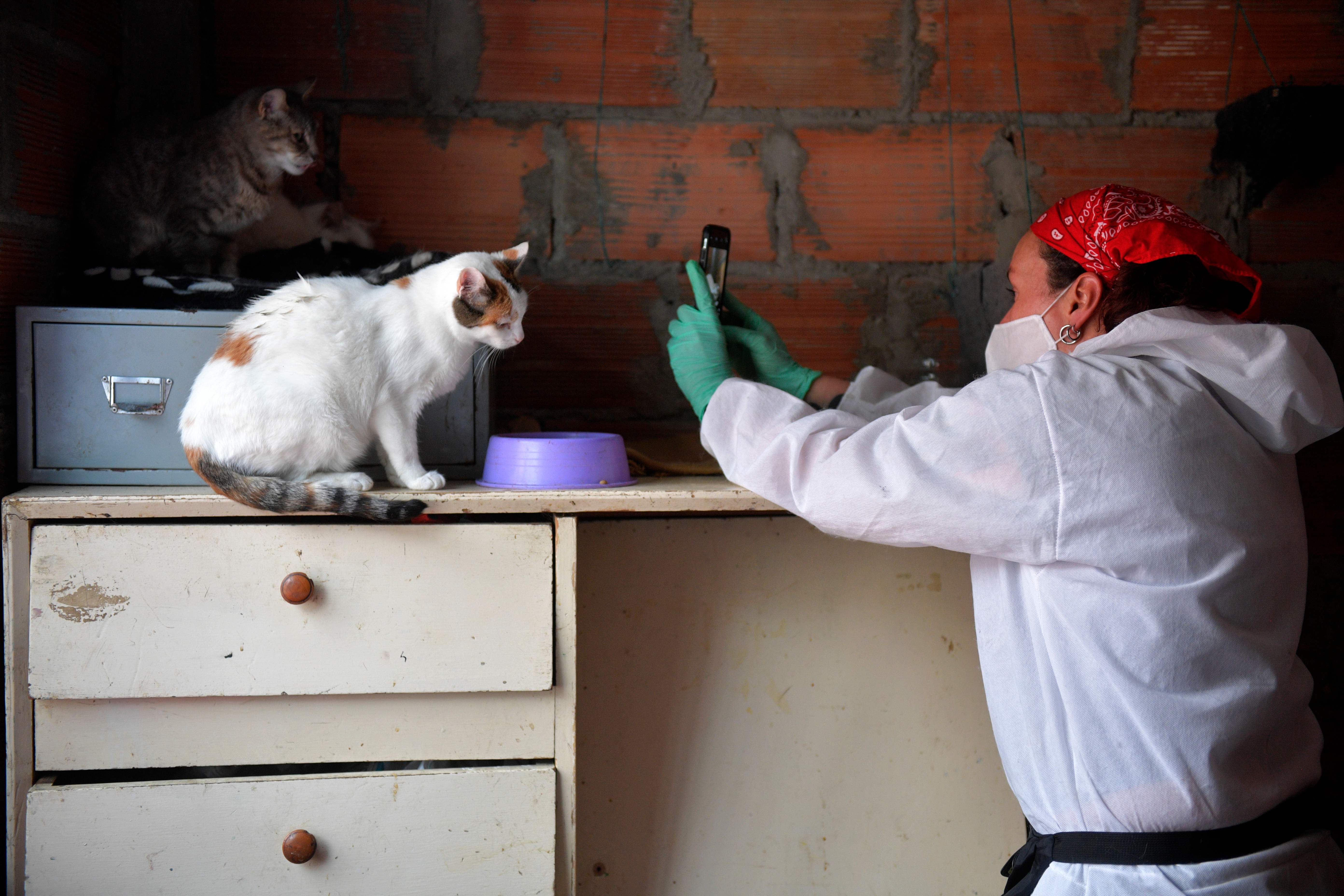 Aksi Penyelamatan Binatang 