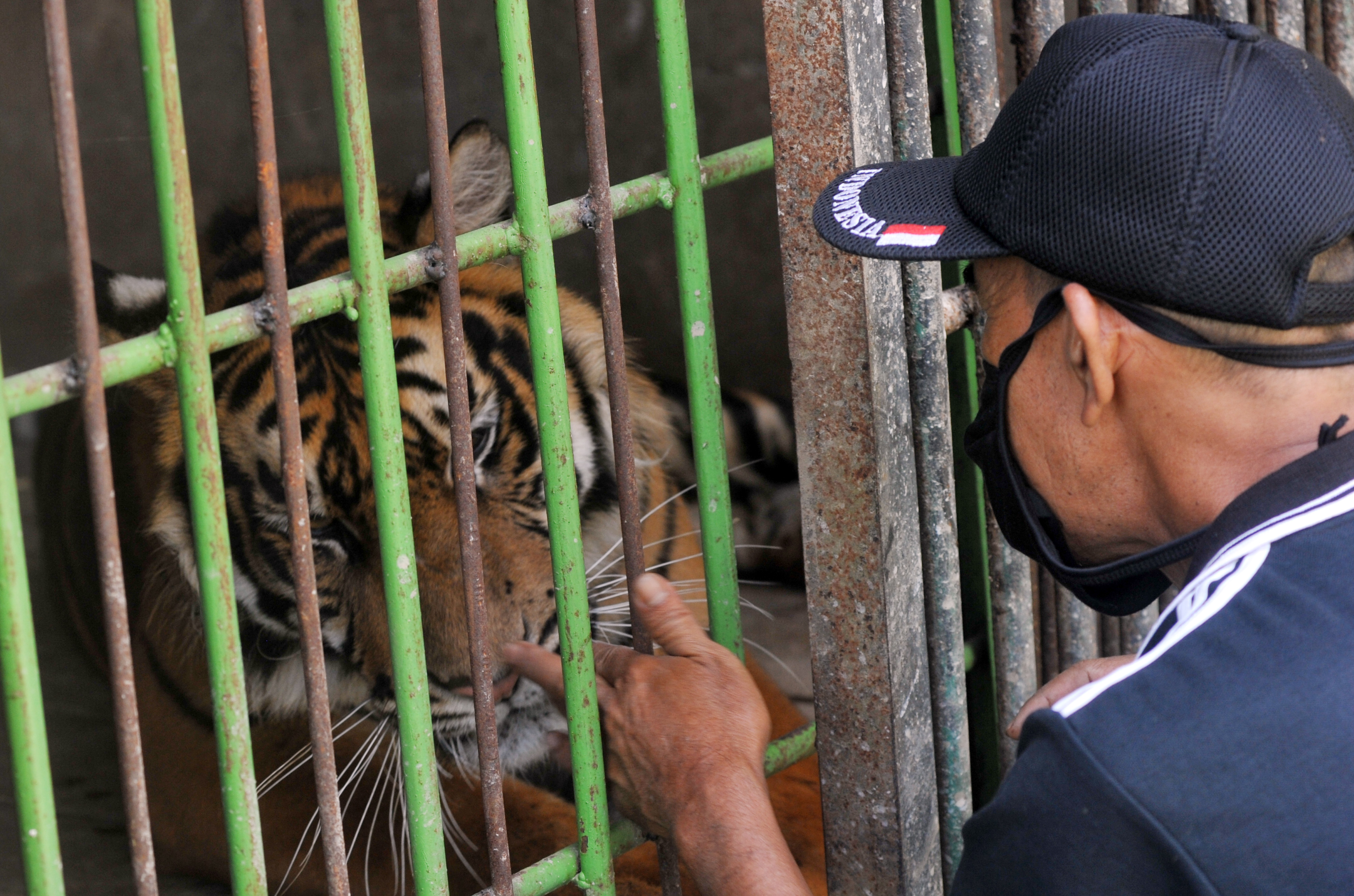 Kondisi Satwa di Kebun Binatang Bukit Tinggi