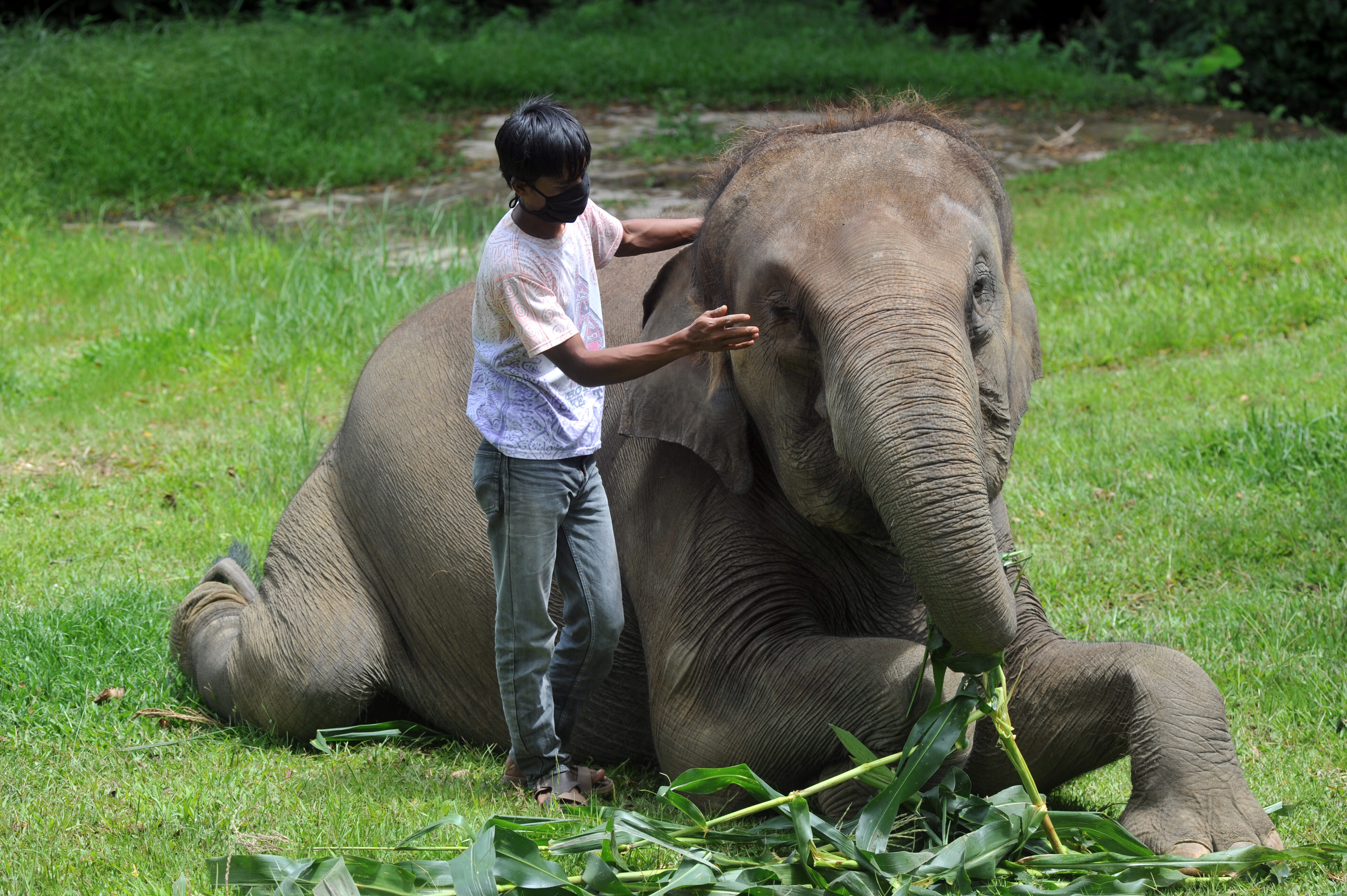 Kondisi Satwa di Kebun Binatang Bukit Tinggi