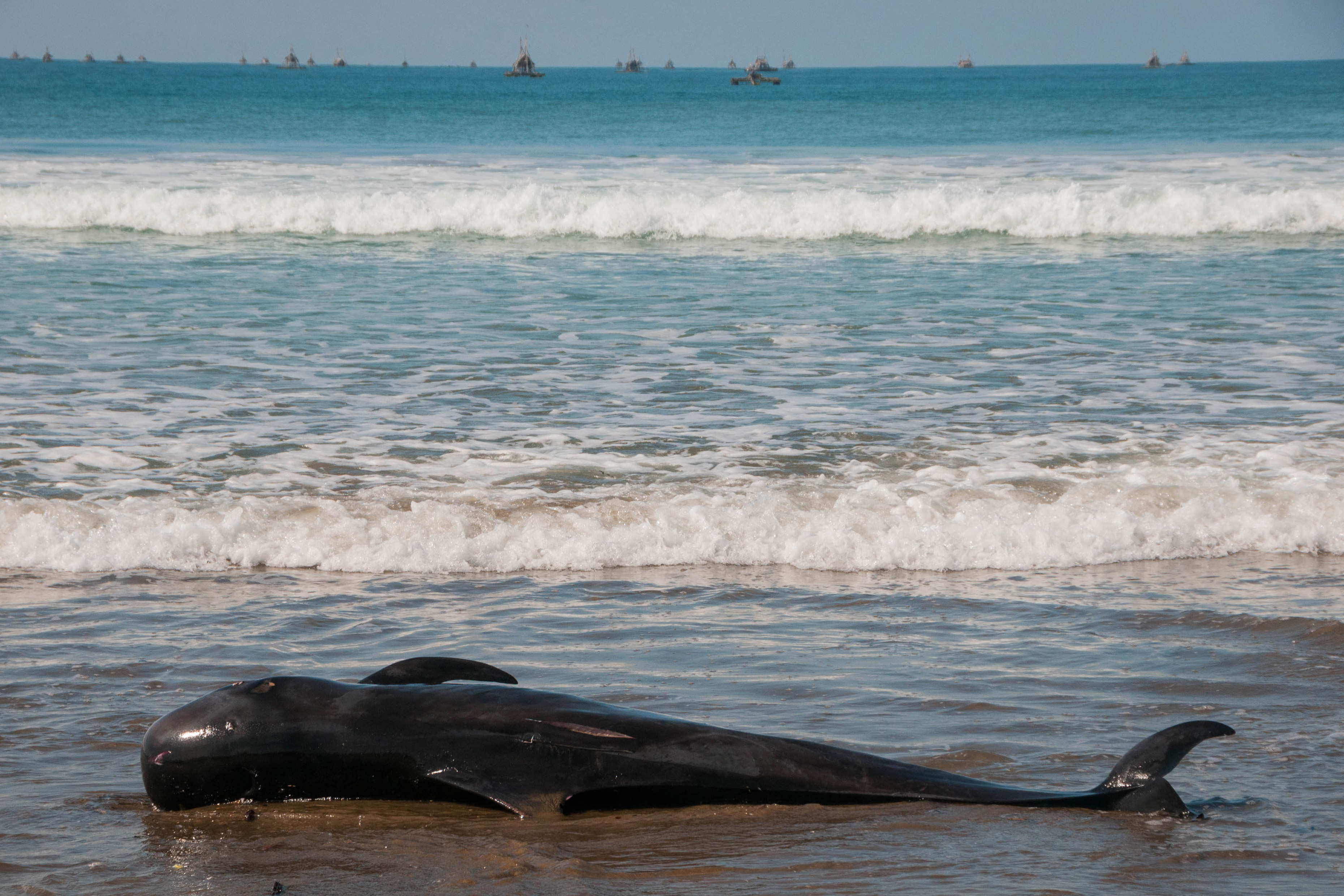 Paus Pilot Terdampat di Lebak