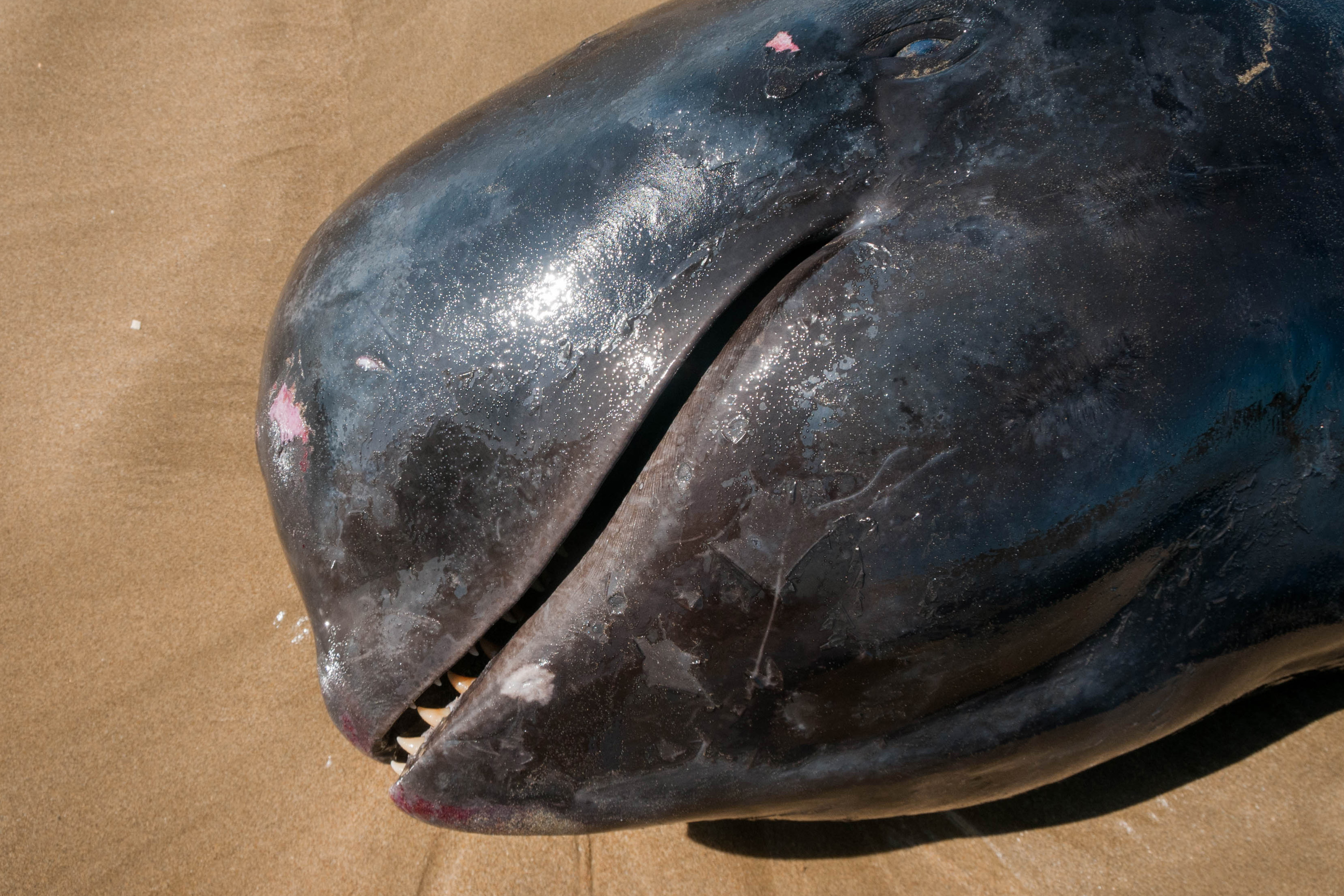 Paus Pilot Terdampat di Lebak