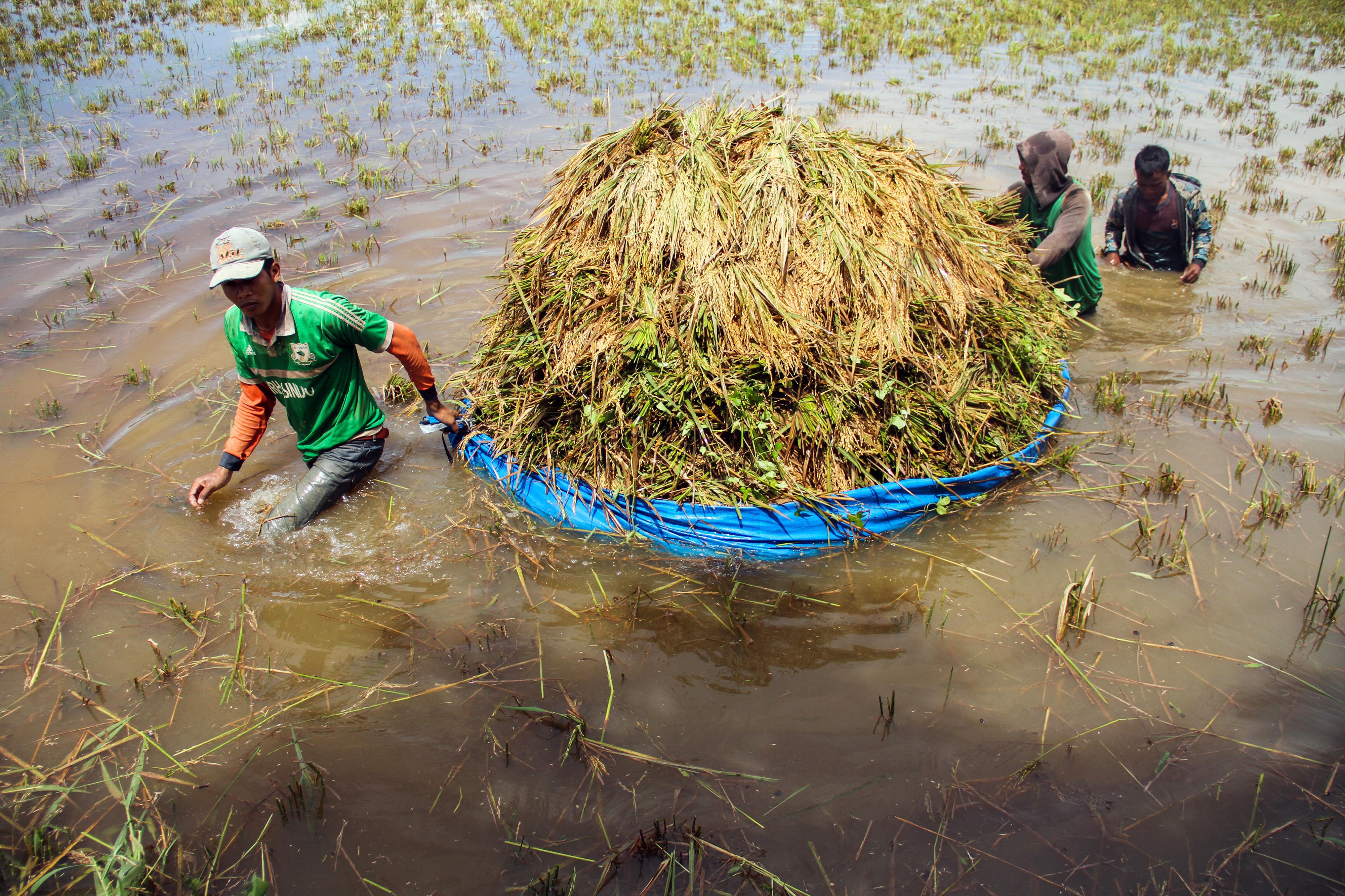 Selamatkan Padi dari Banjir