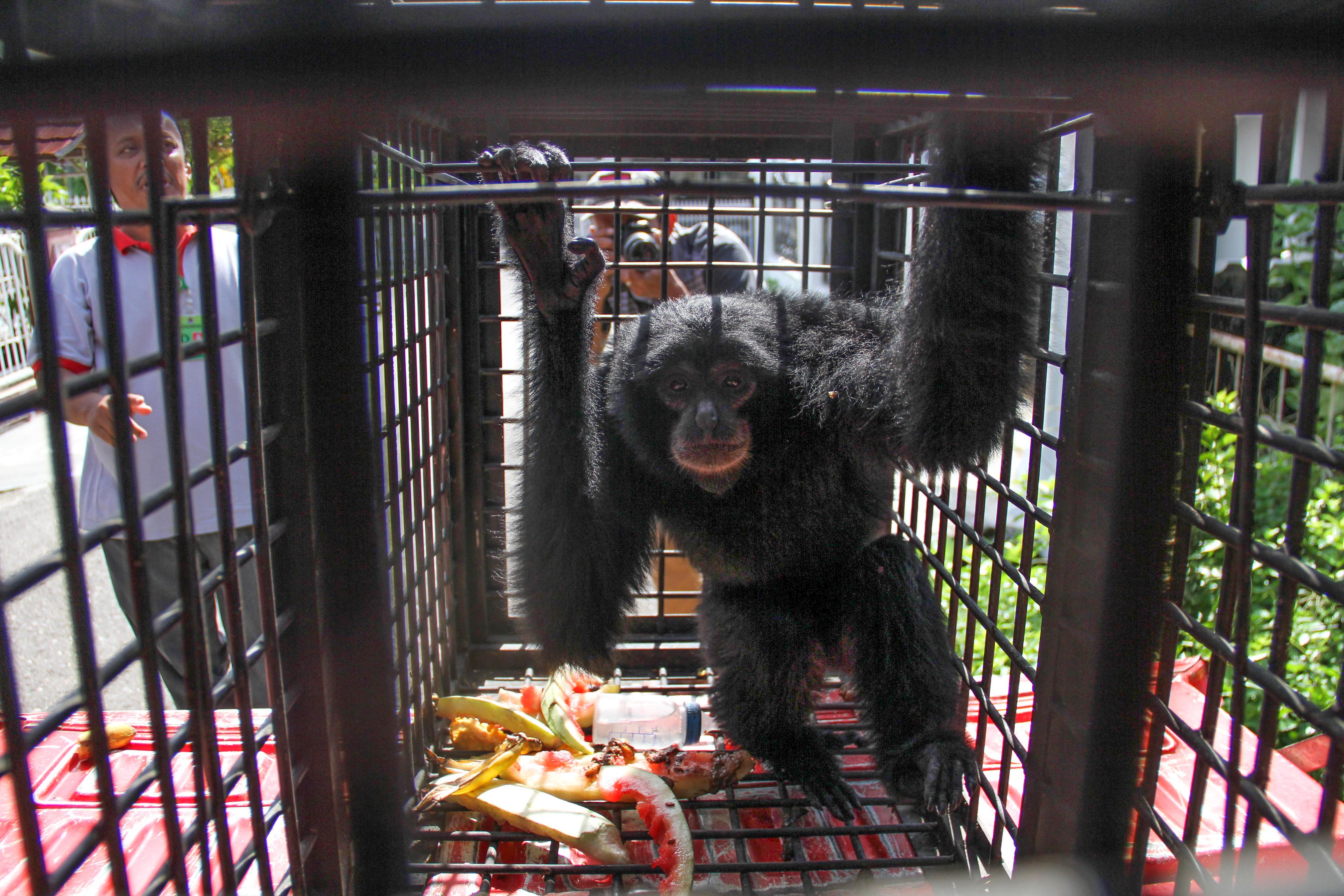 Warga Aceh Sukarela Serahkan Amang