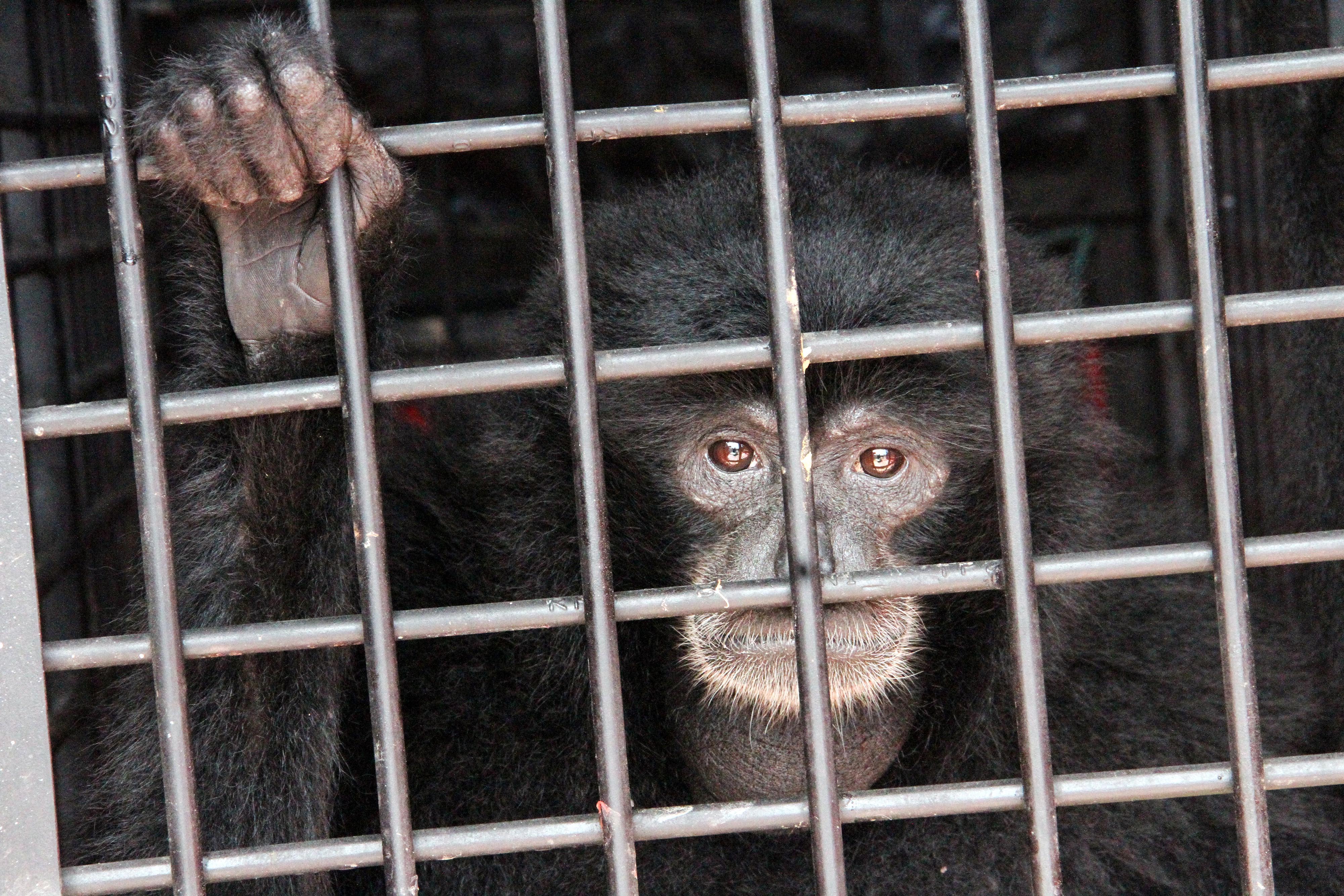 Warga Aceh Sukarela Serahkan Amang