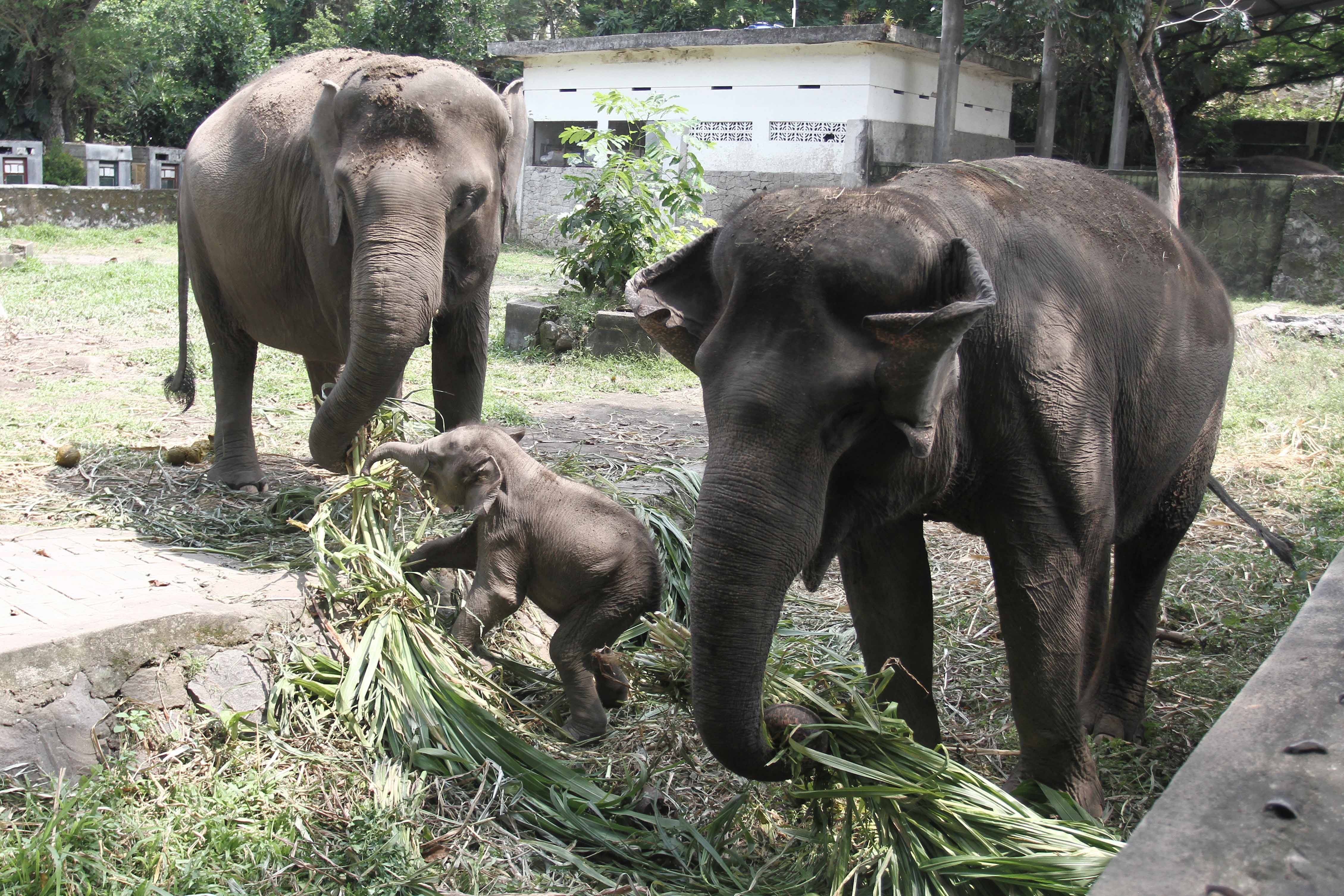 Kelahiran Anak Gajah