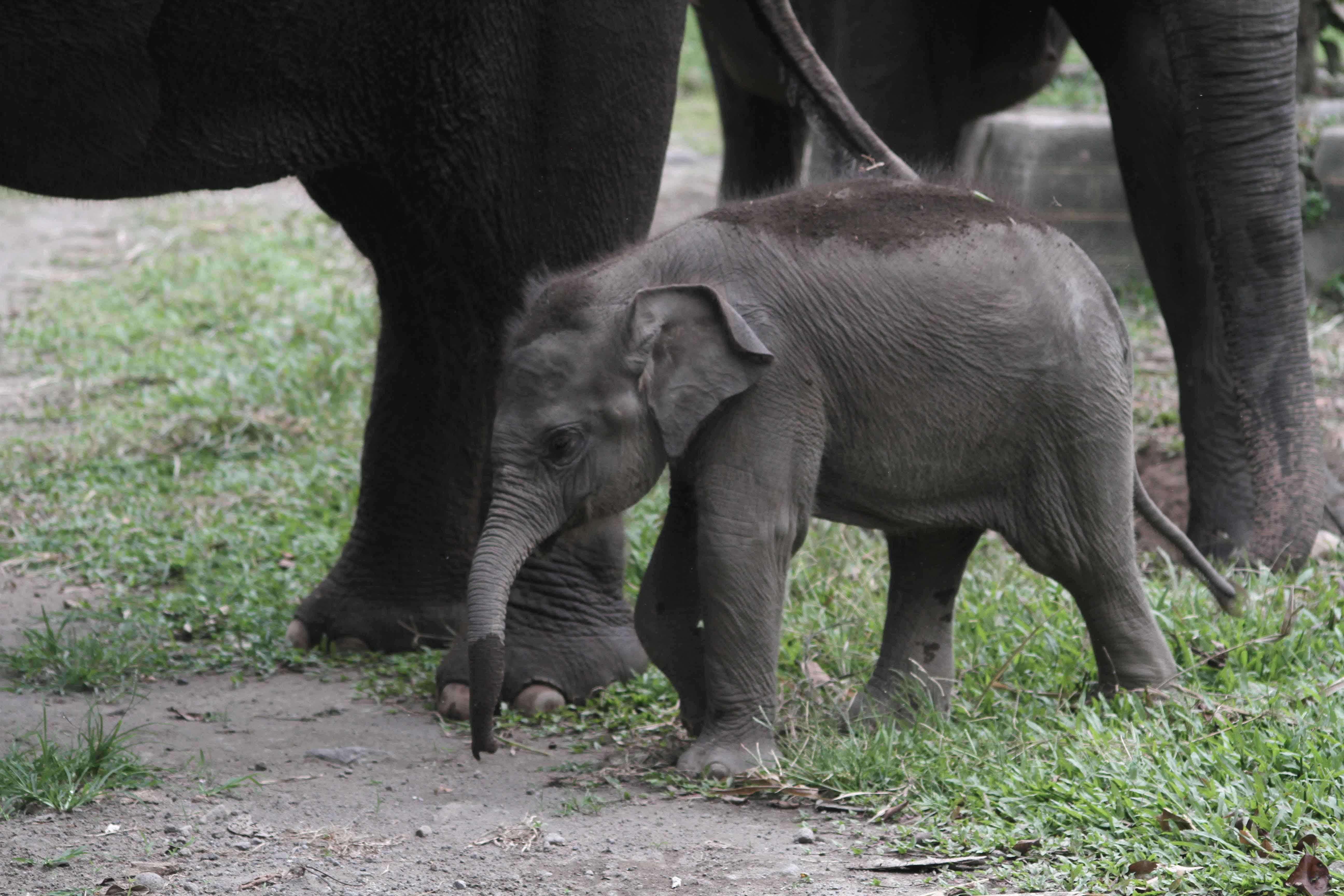 Kelahiran Anak Gajah
