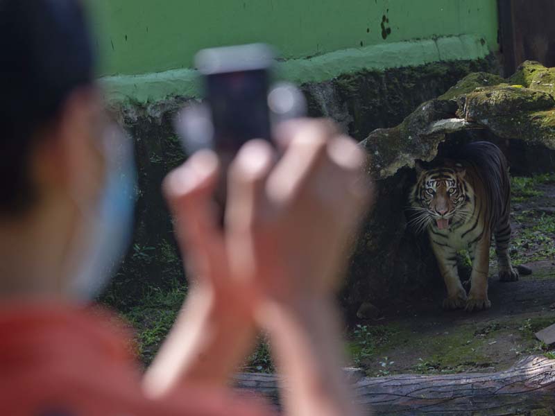 Siaran Langsung Daring Harimau Sumatra