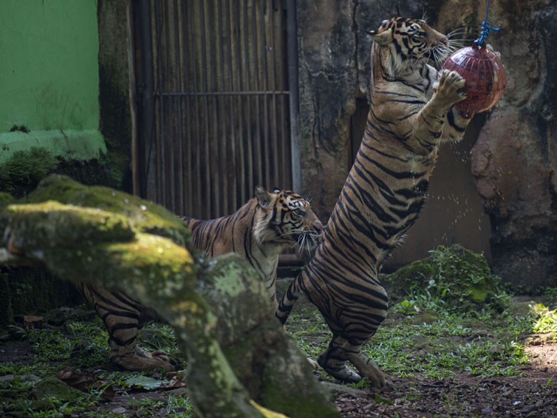 Siaran Langsung Daring Harimau Sumatra