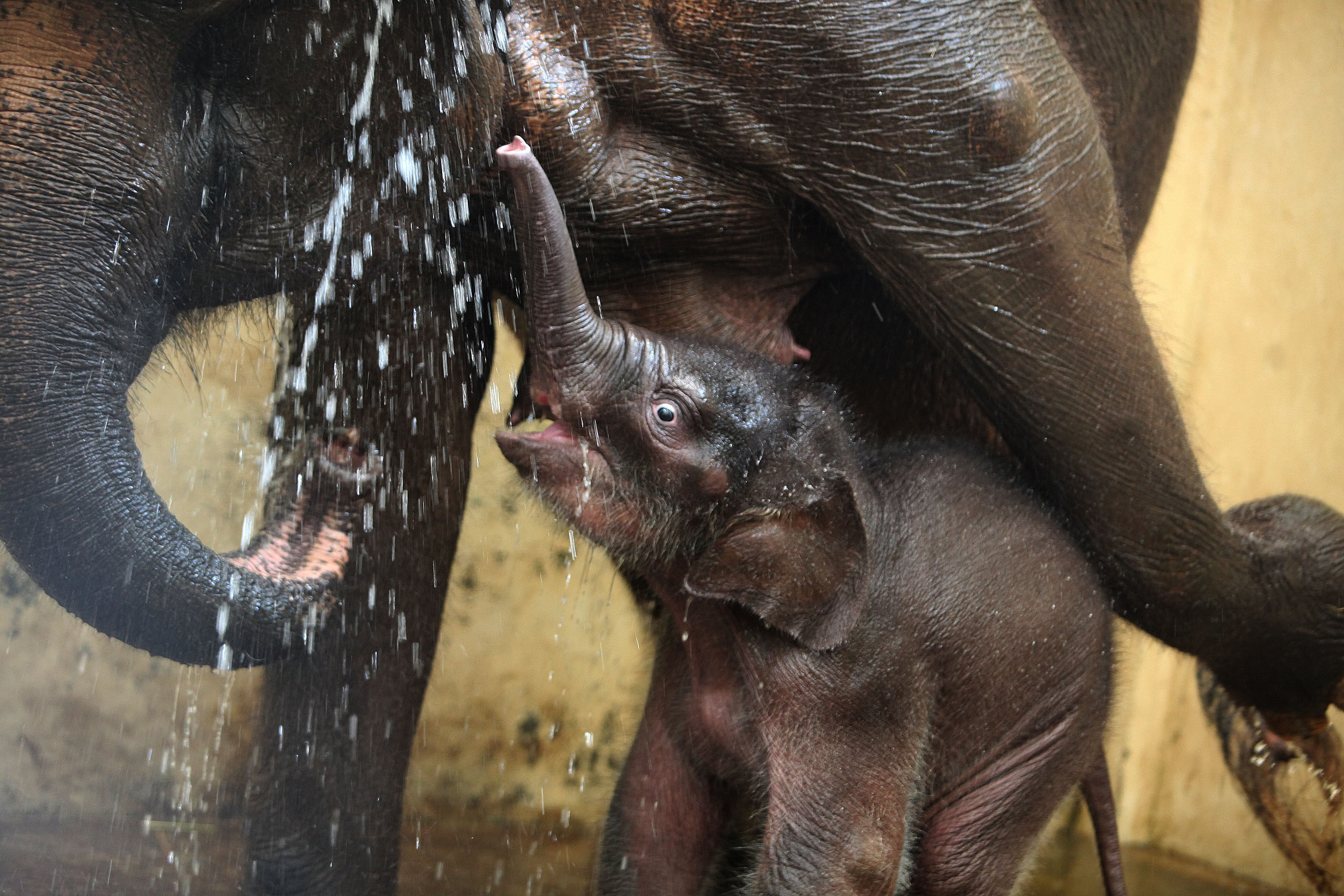 Perawatan Satwa saat Pendemi Covid-19