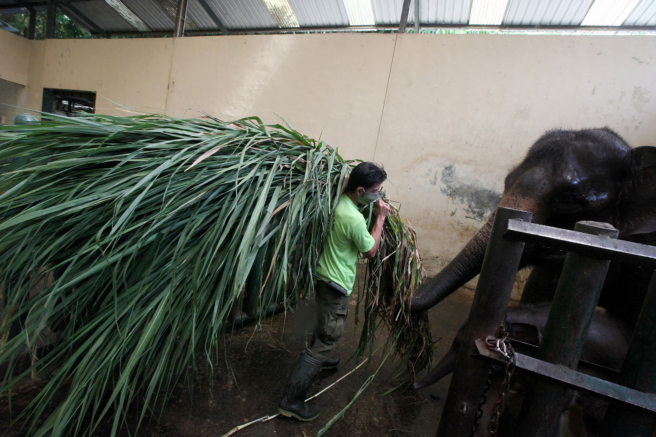 Perawatan Satwa saat Pendemi Covid-19
