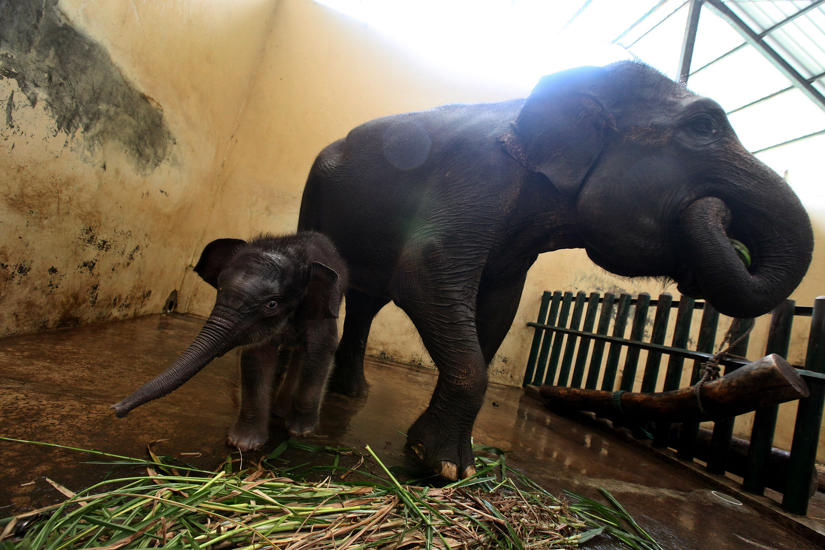 Perawatan Satwa saat Pendemi Covid-19