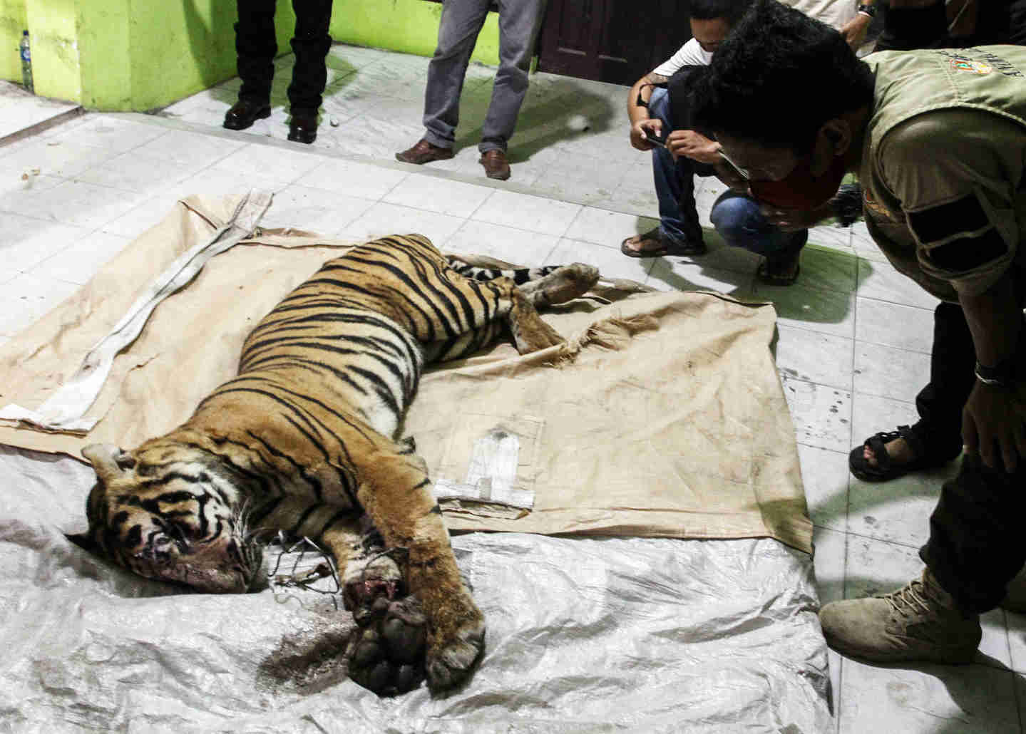 Harimau Sumatra Mati Akibat Jeratan Kawat Besi 