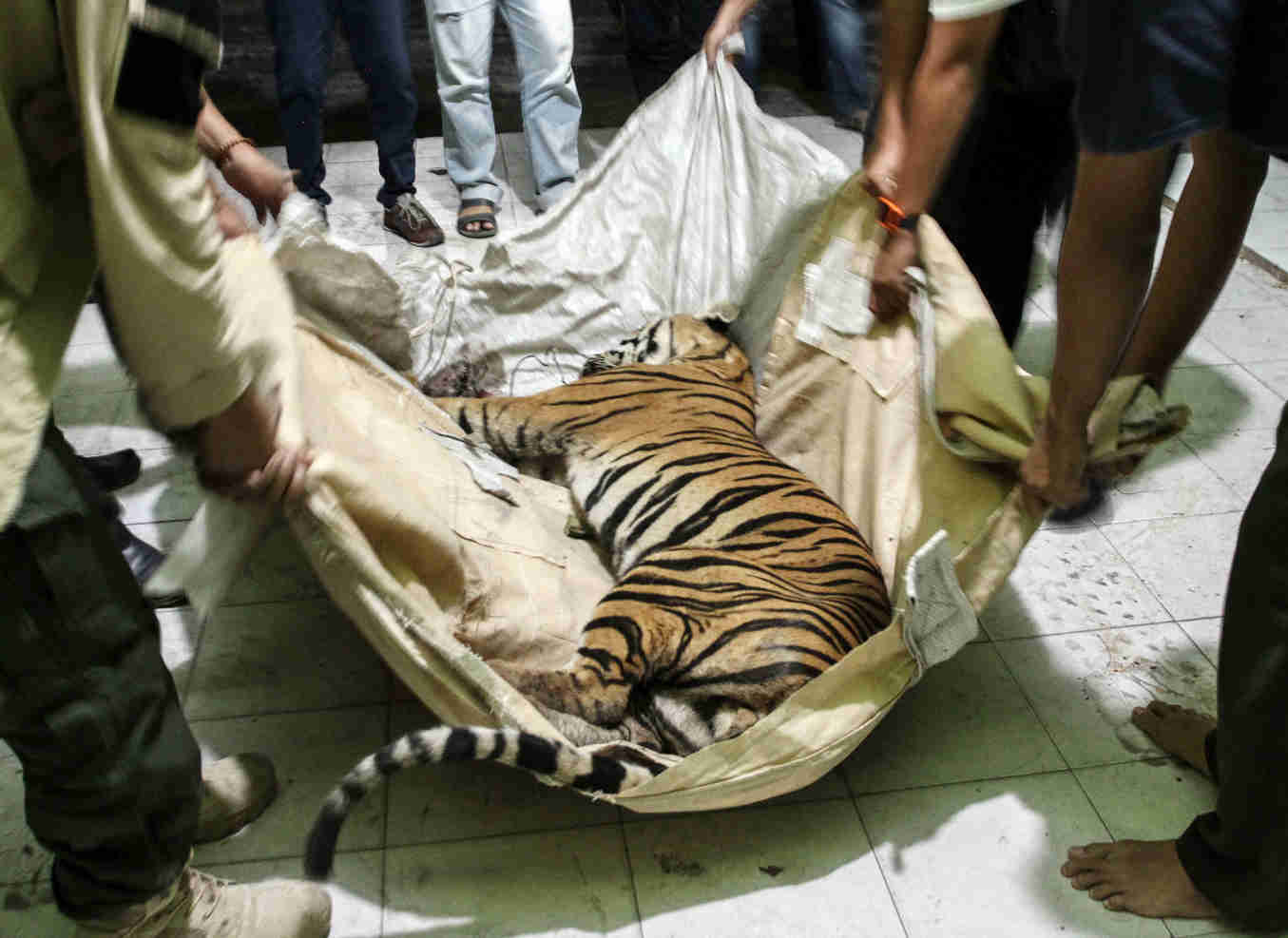 Harimau Sumatra Mati Akibat Jeratan Kawat Besi 