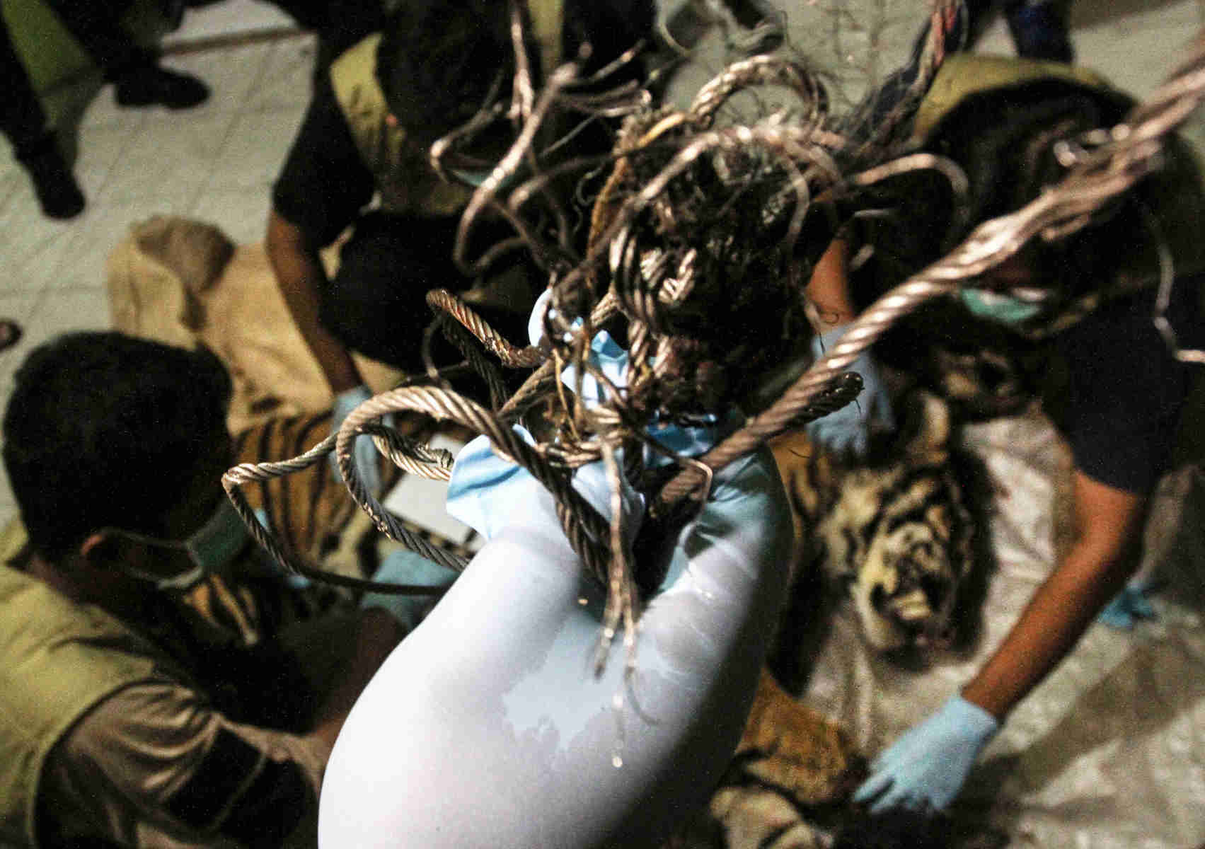 Harimau Sumatra Mati Akibat Jeratan Kawat Besi 