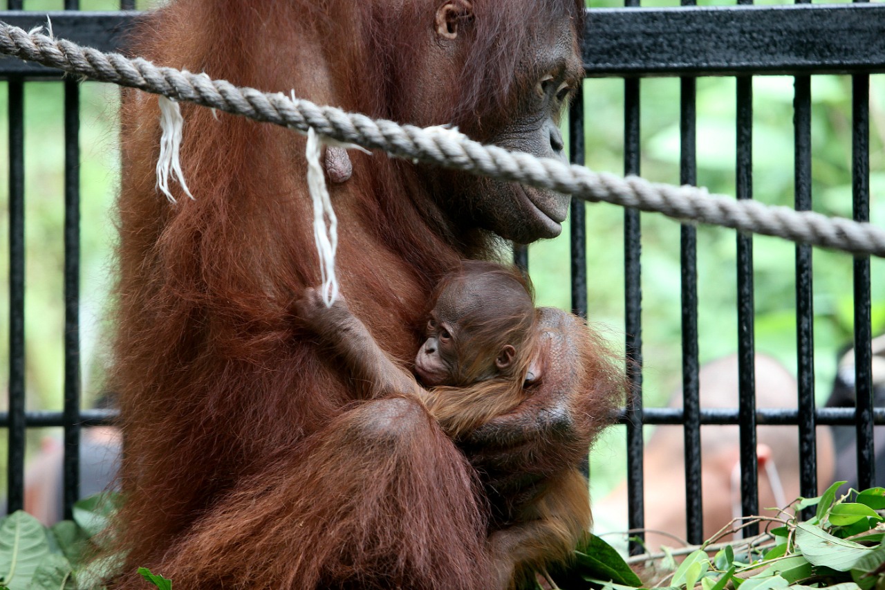 Bayi Orangutan Fitri 
