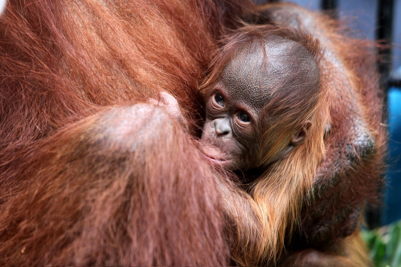 Bayi Orangutan Fitri 