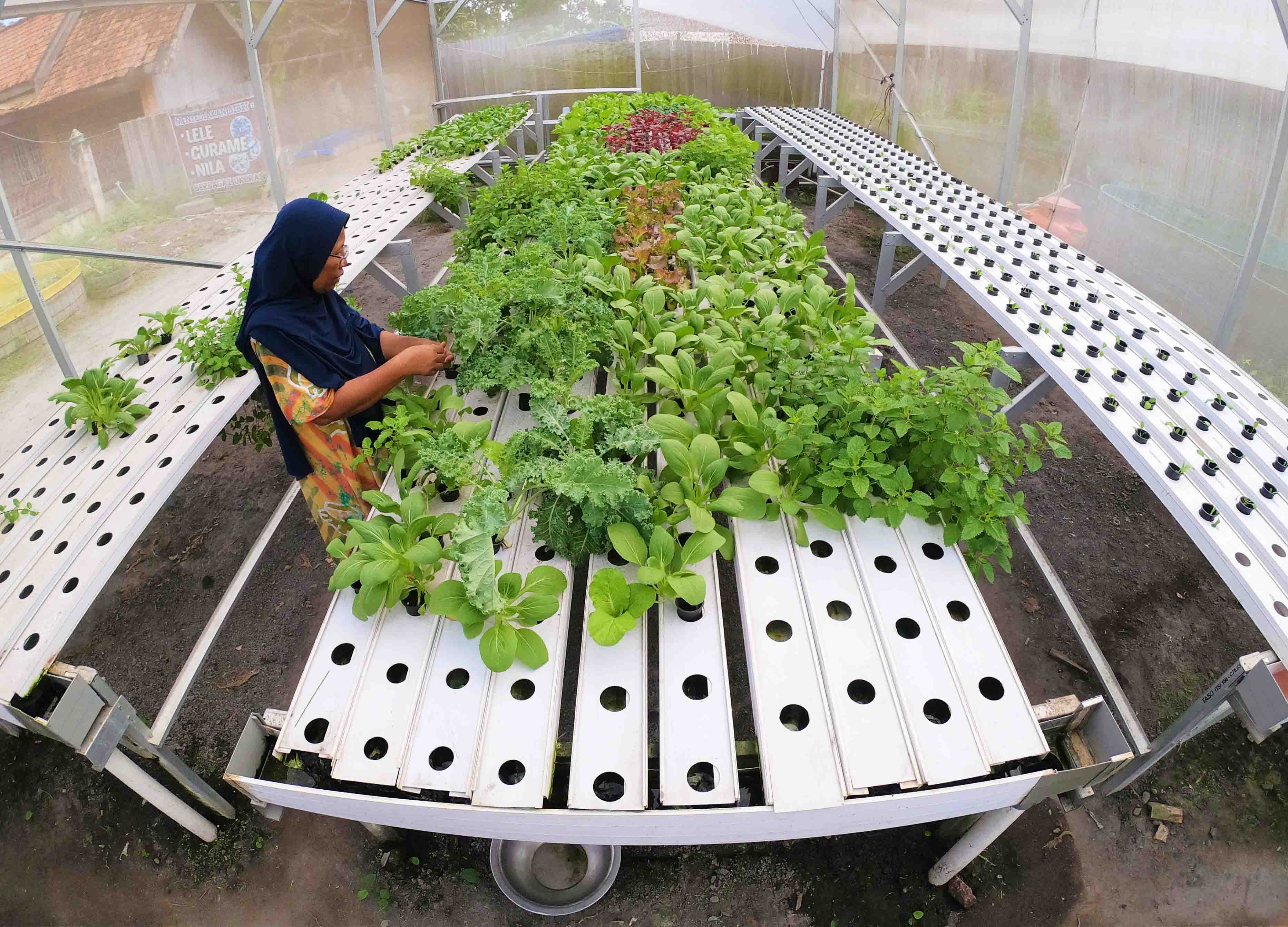 Tanaman Hidroponik Hasilkan Rp3 Juta per Bulan 