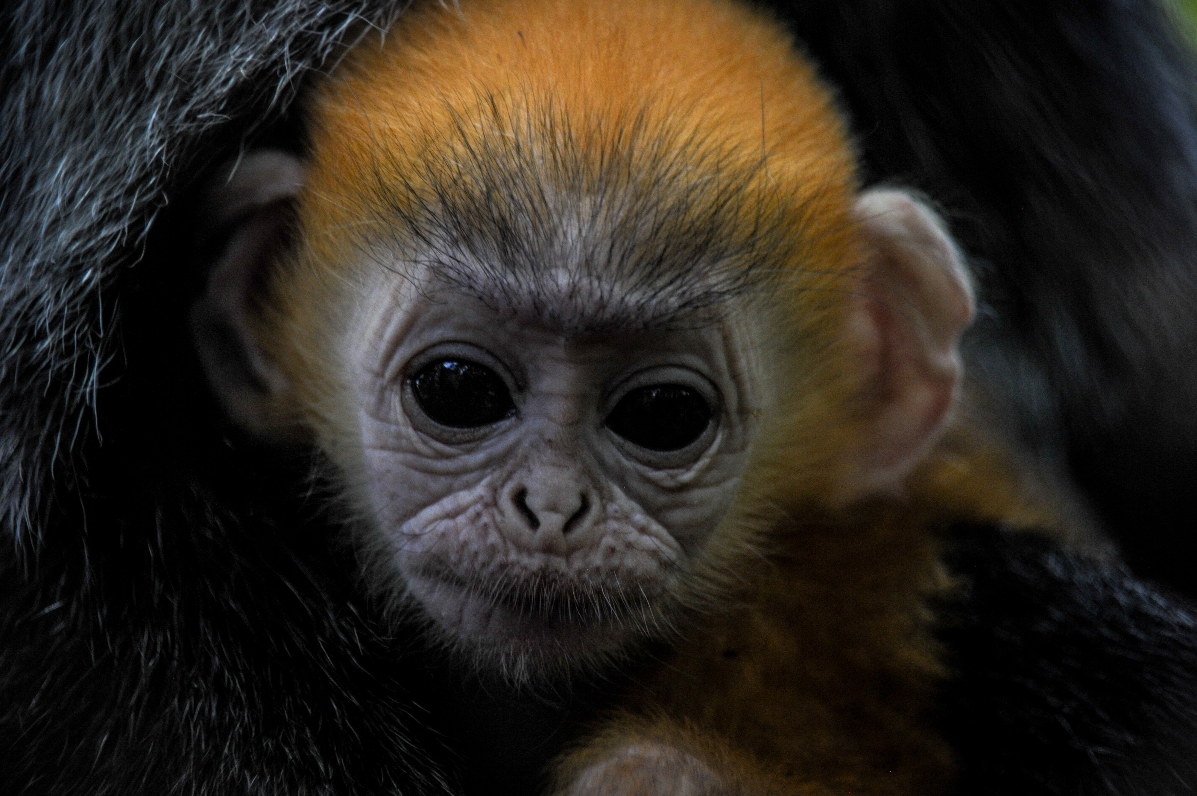 Anak Lutung Jawa di Bandung Zoo