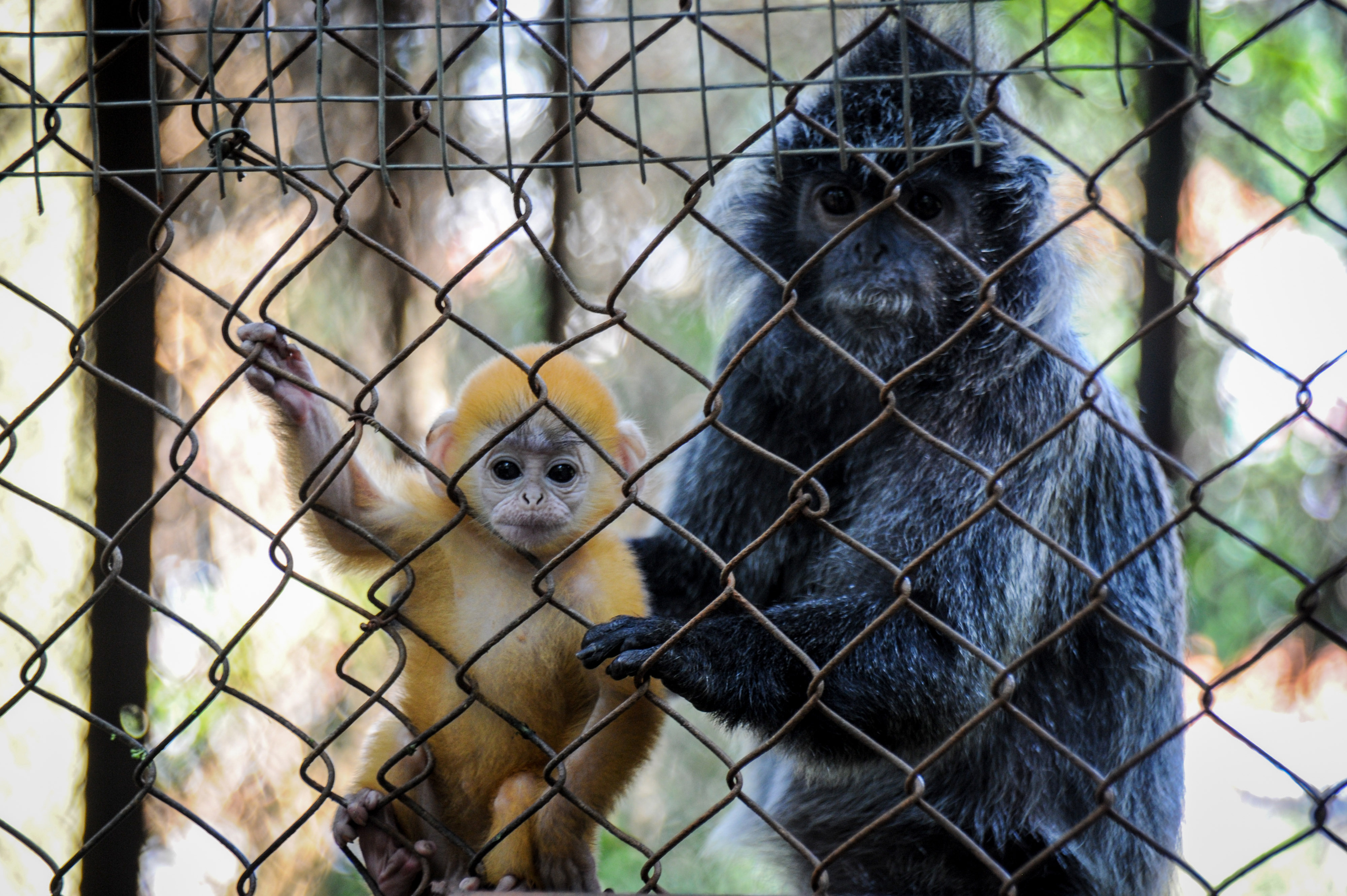 Anak Lutung Jawa di Bandung Zoo