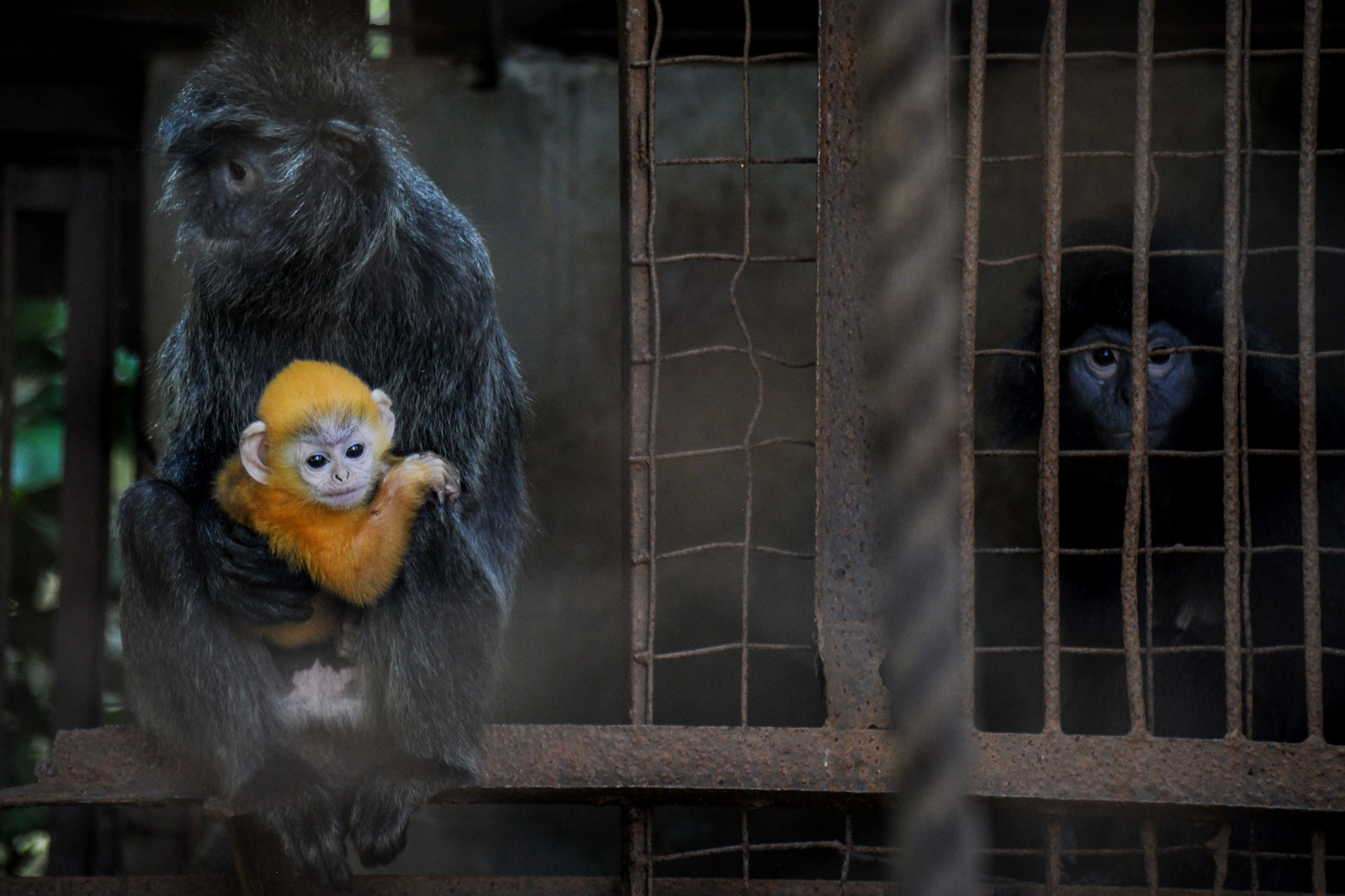 Anak Lutung Jawa di Bandung Zoo