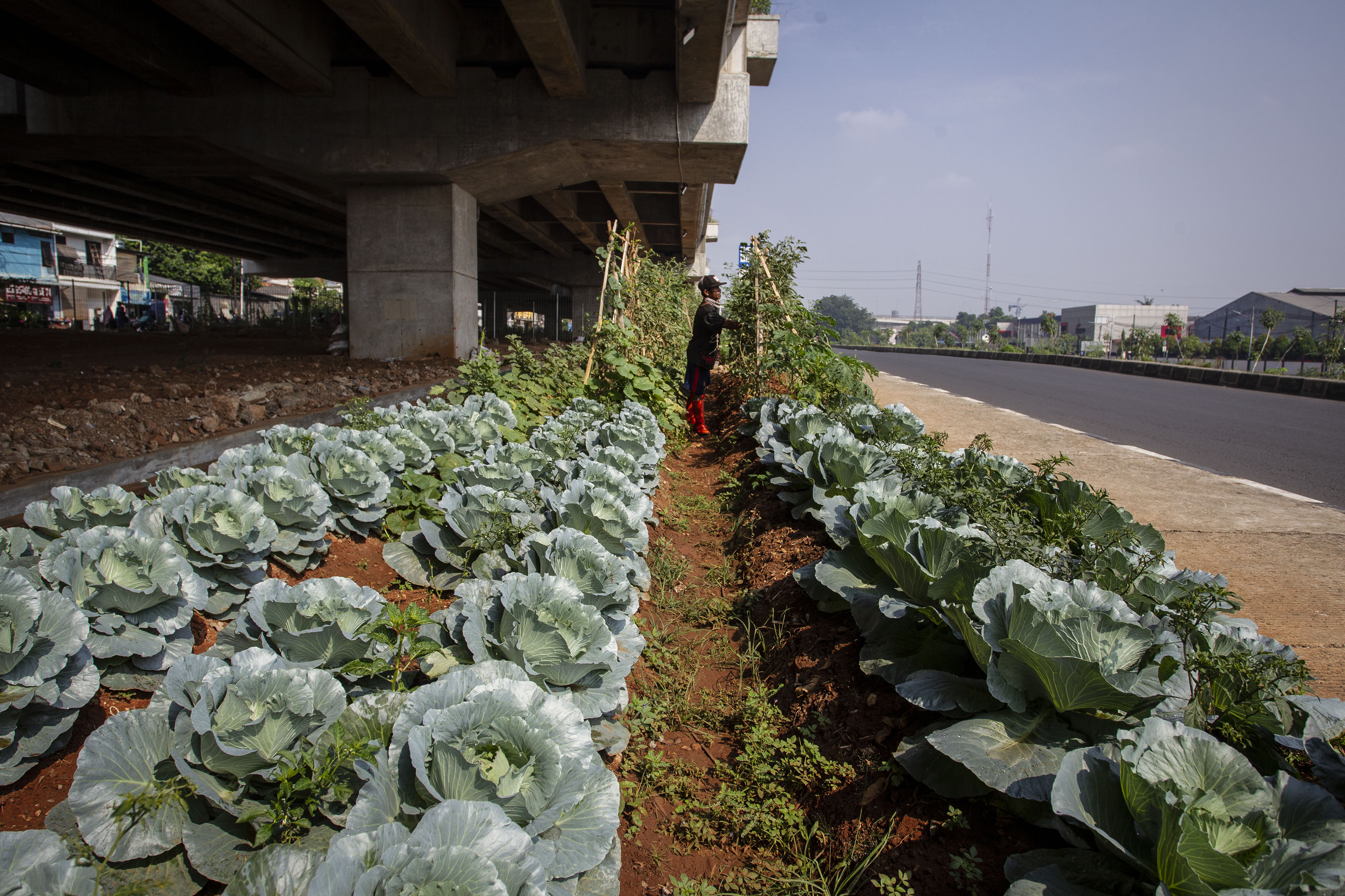 Tanam Sayur di Bawah Jalan Tol Becakayu
