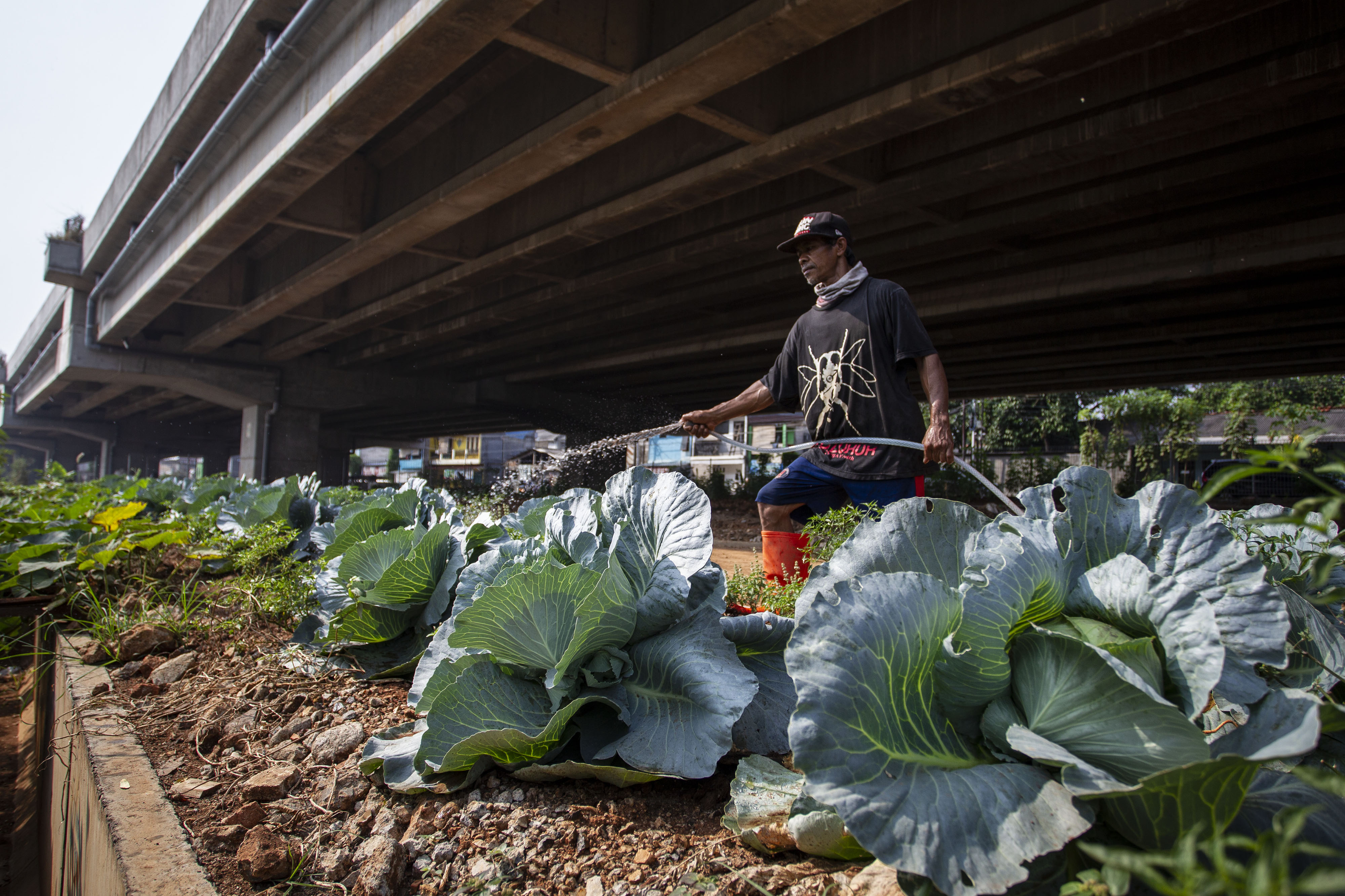 Tanam Sayur di Bawah Jalan Tol Becakayu