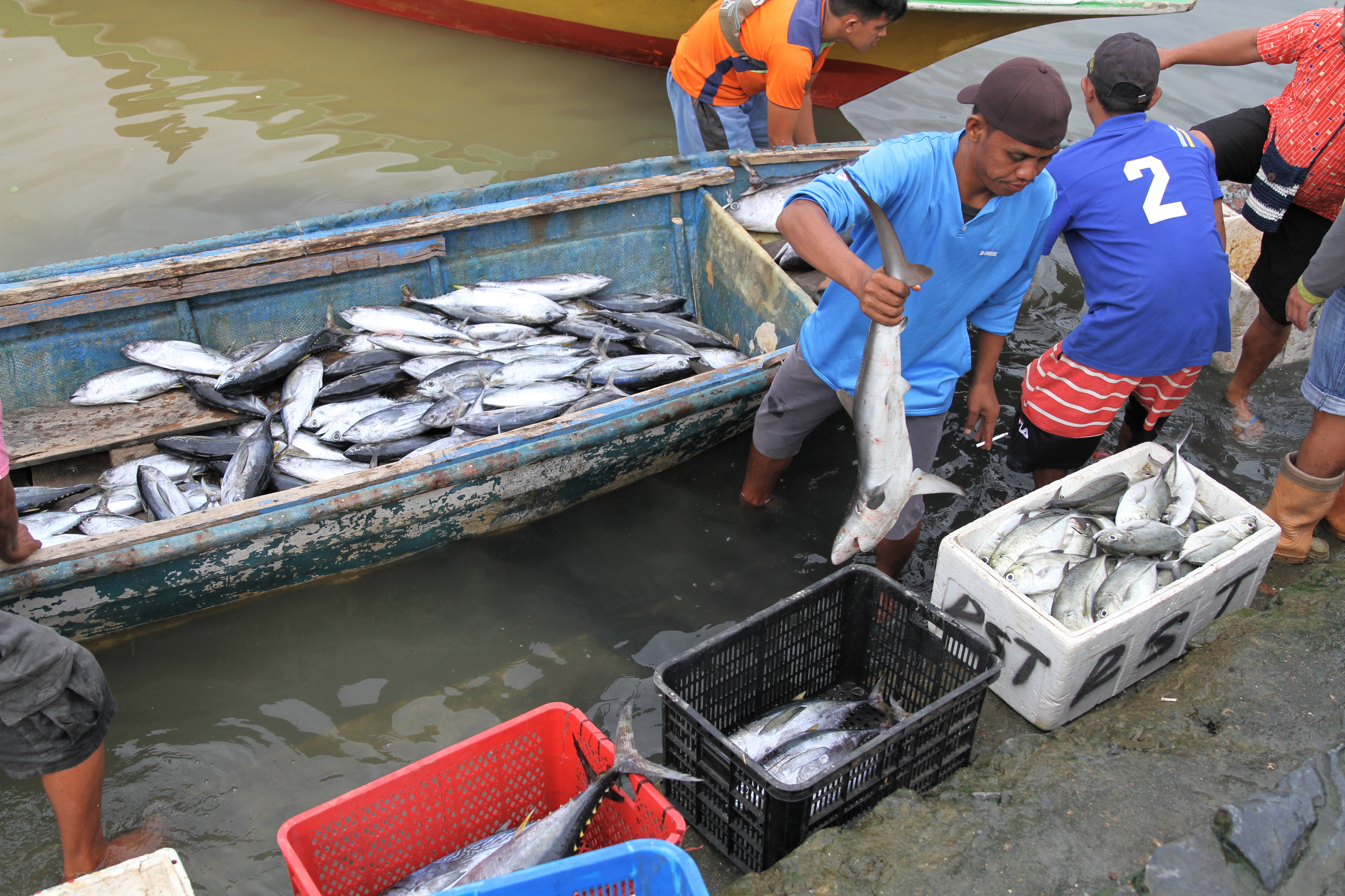 Harga Ikan di Kendari Naik