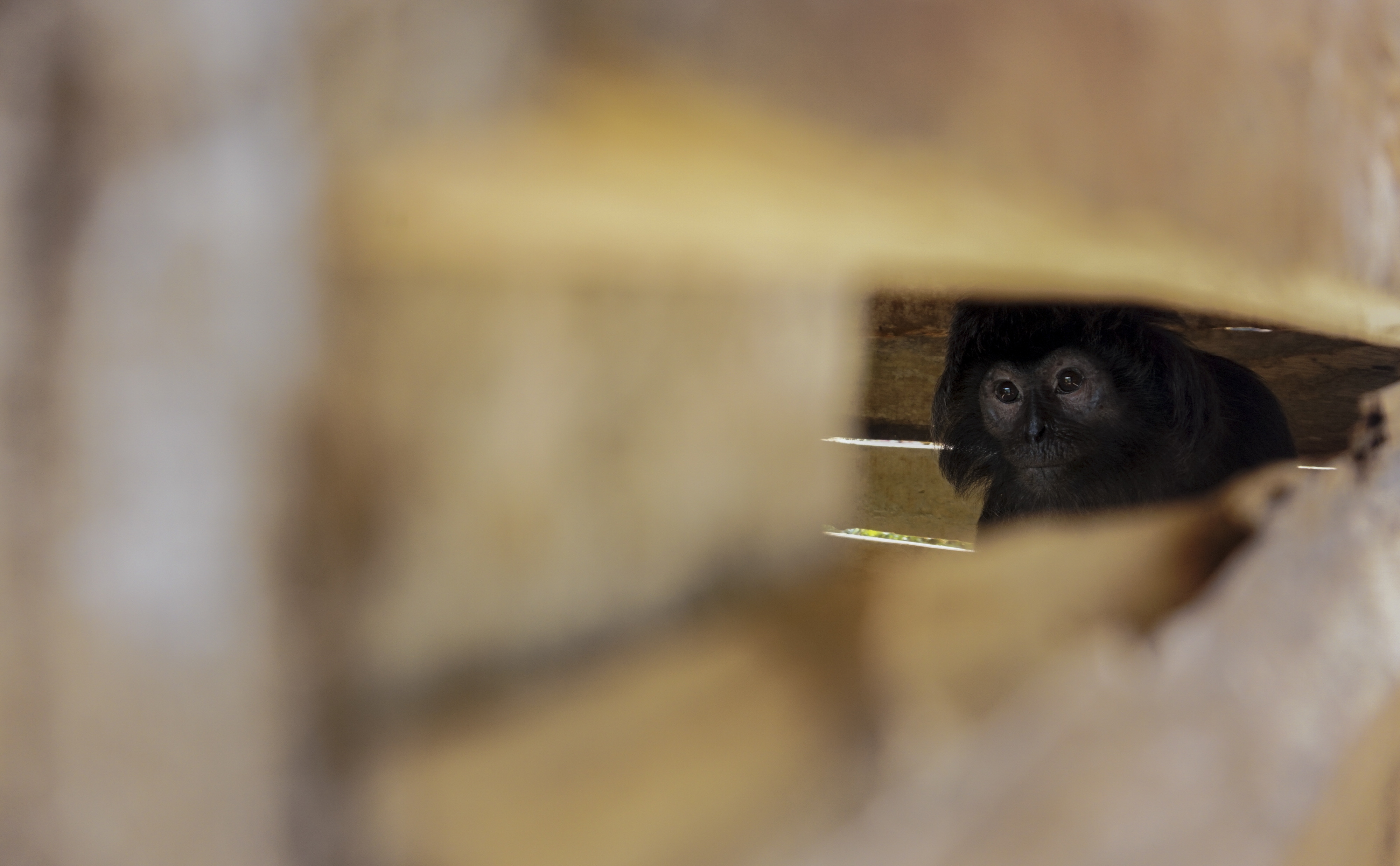 Lutung Jawa Diamankan Warga