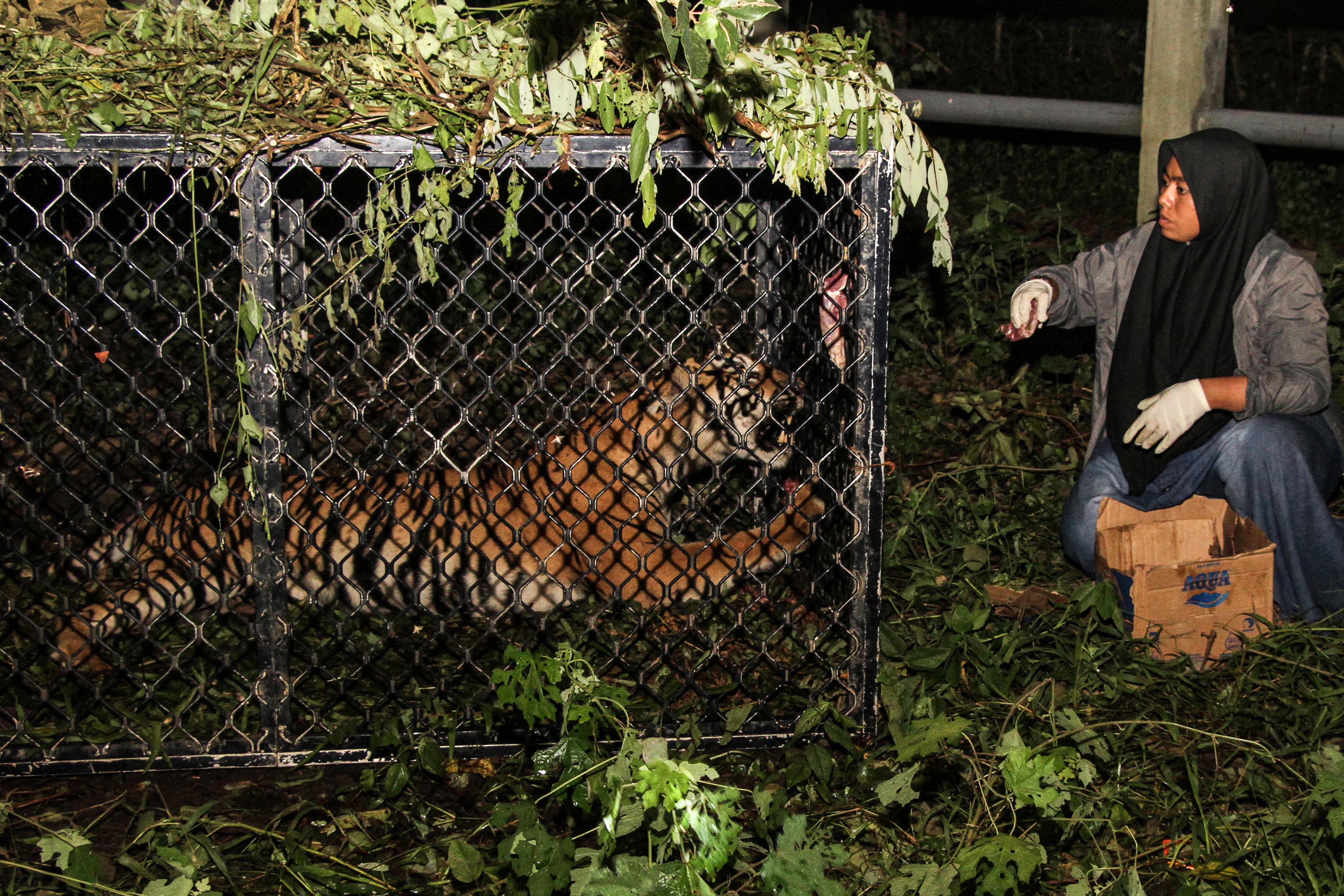 Observasi Pelepasliaran Harimau