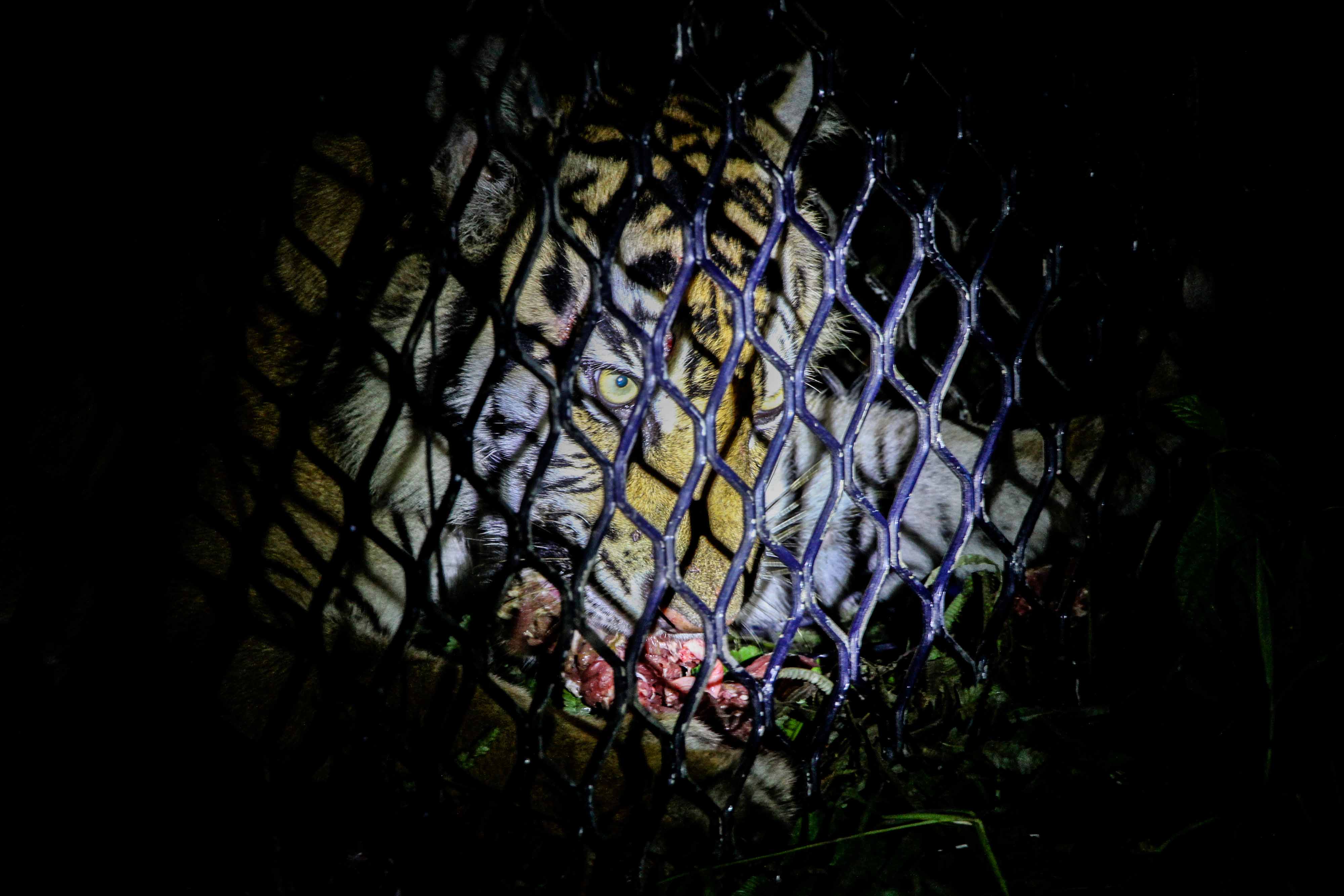 Observasi Pelepasliaran Harimau