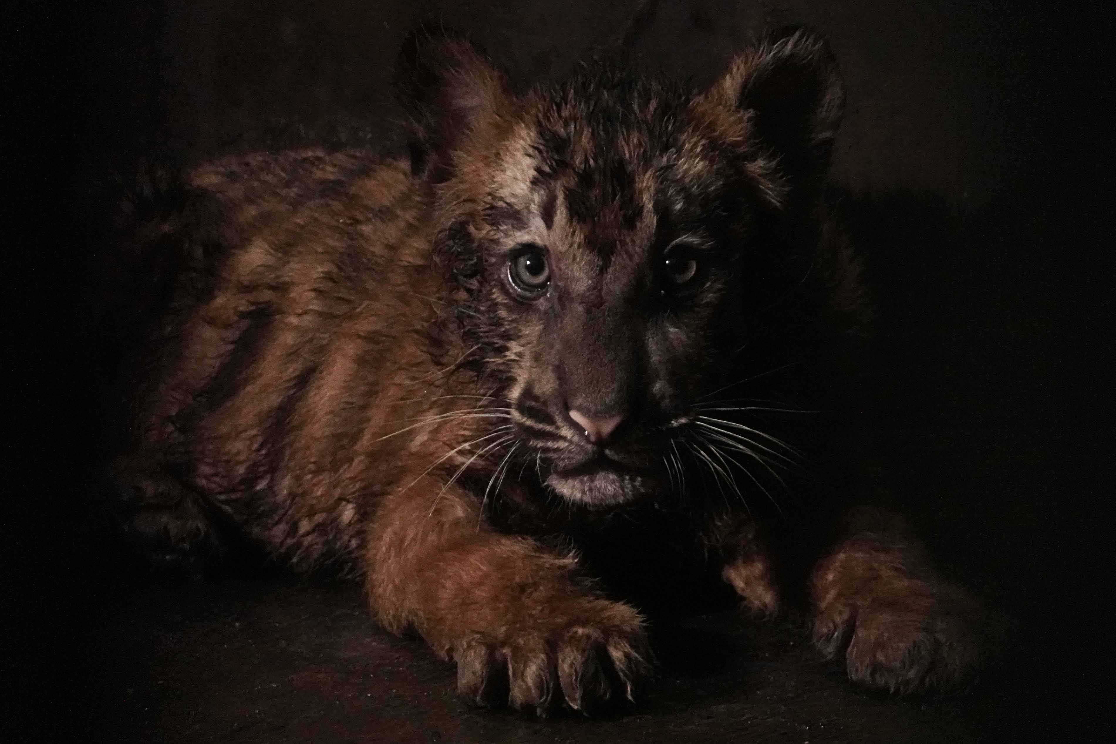Kelahiran Anak Harimau Benggala