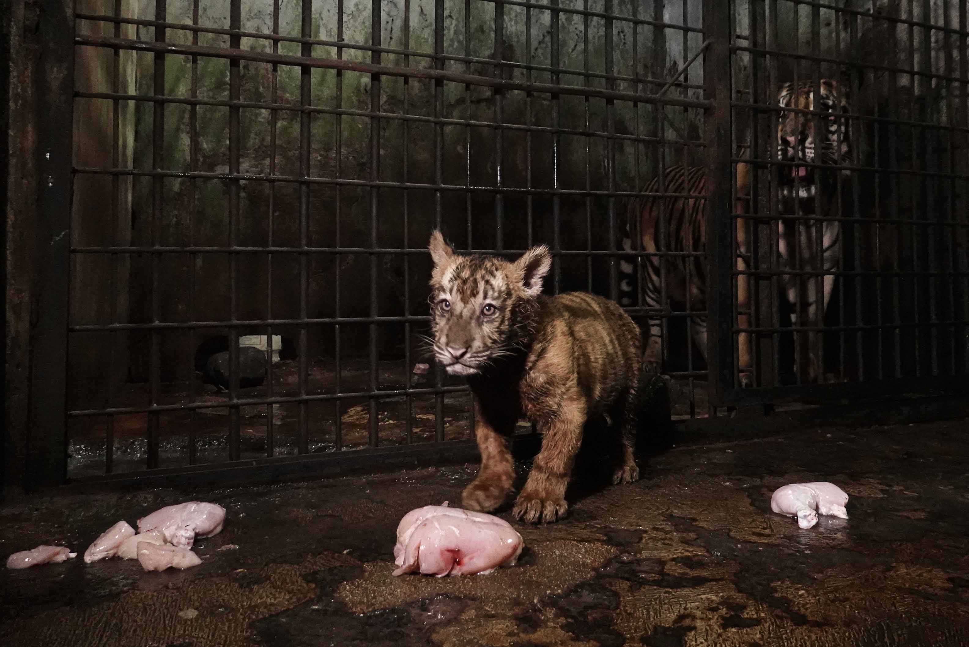 Kelahiran Anak Harimau Benggala