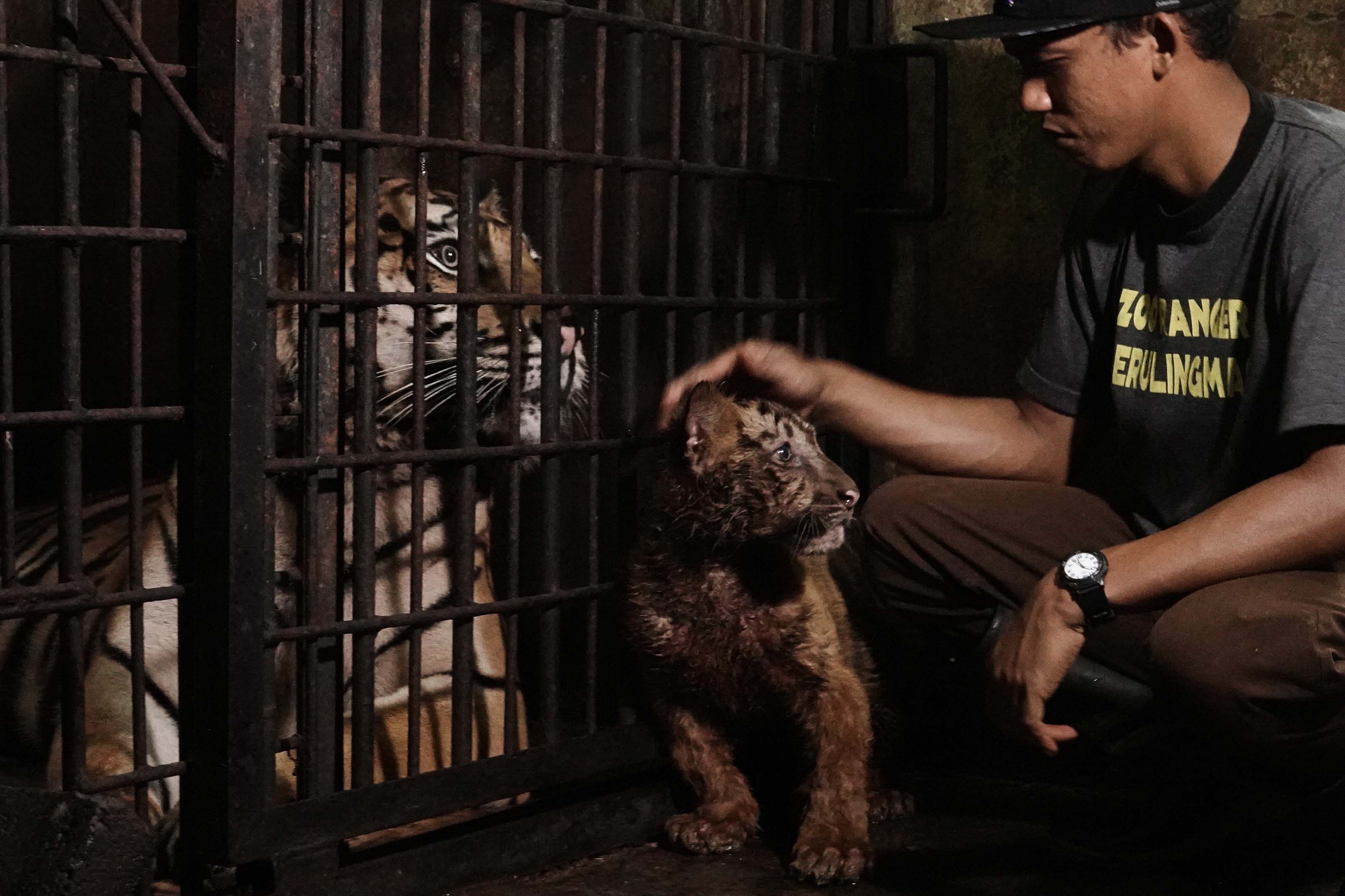 Kelahiran Anak Harimau Benggala