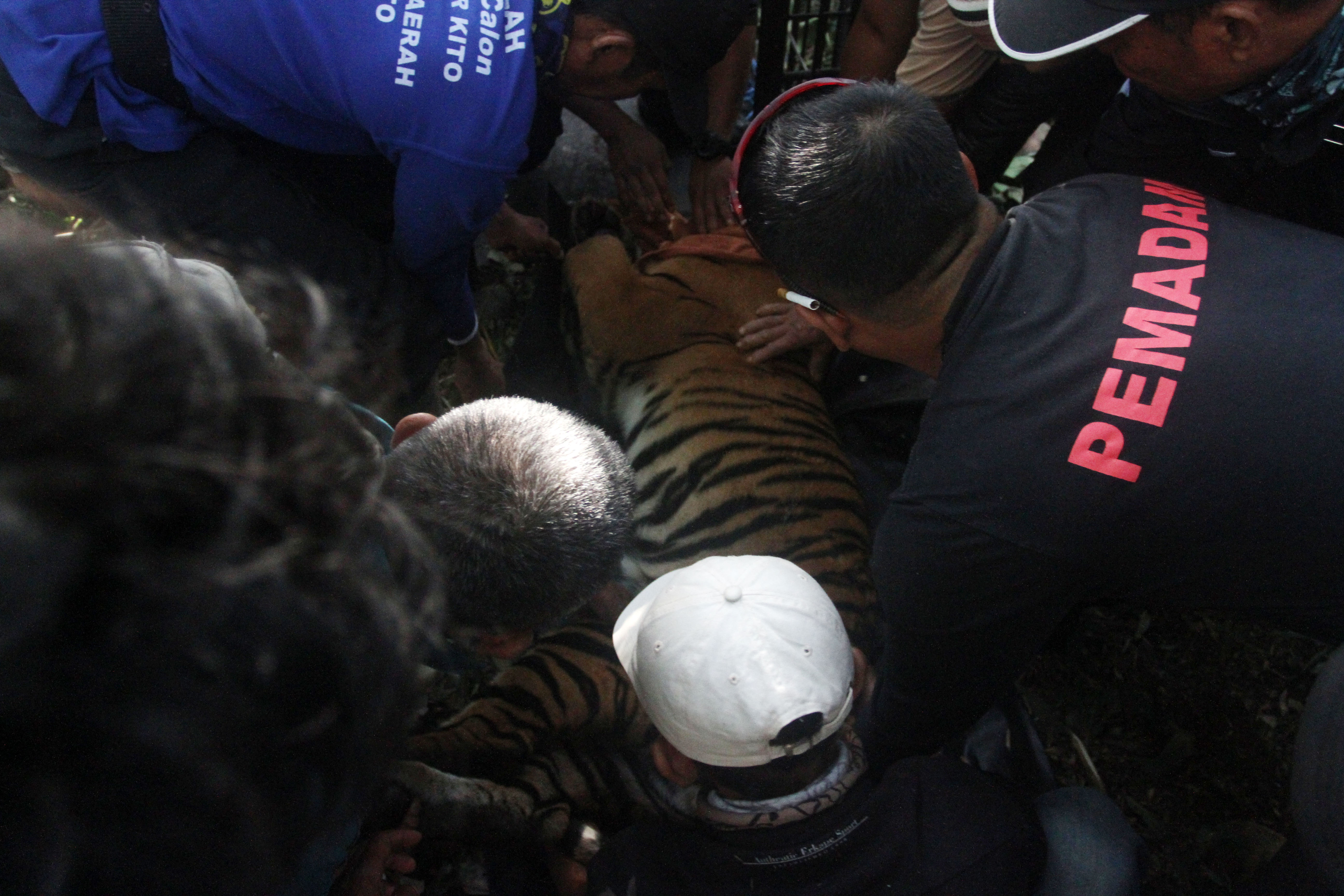 Harimau Sumatera Masuk Perangkap