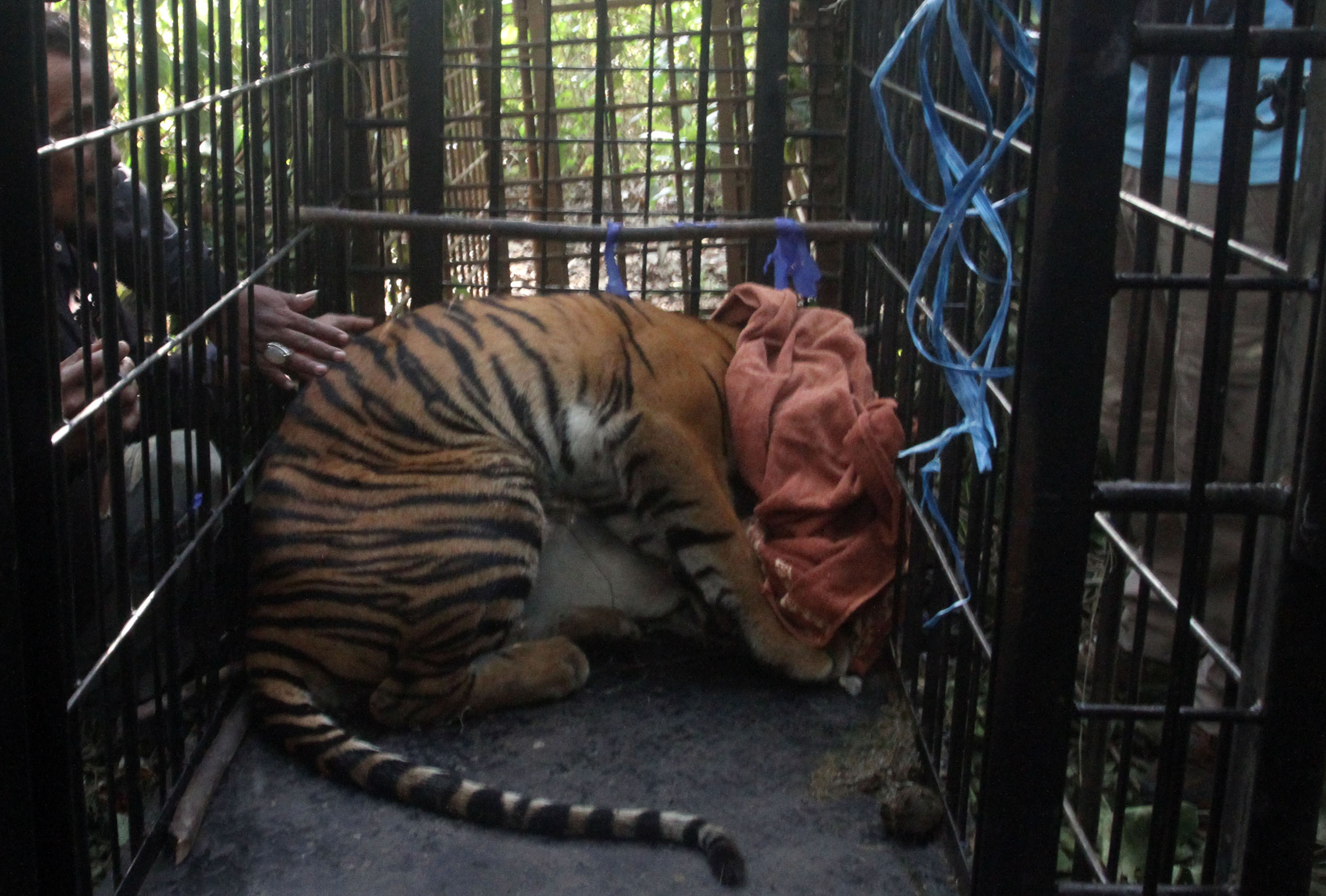 Harimau Sumatera Masuk Perangkap