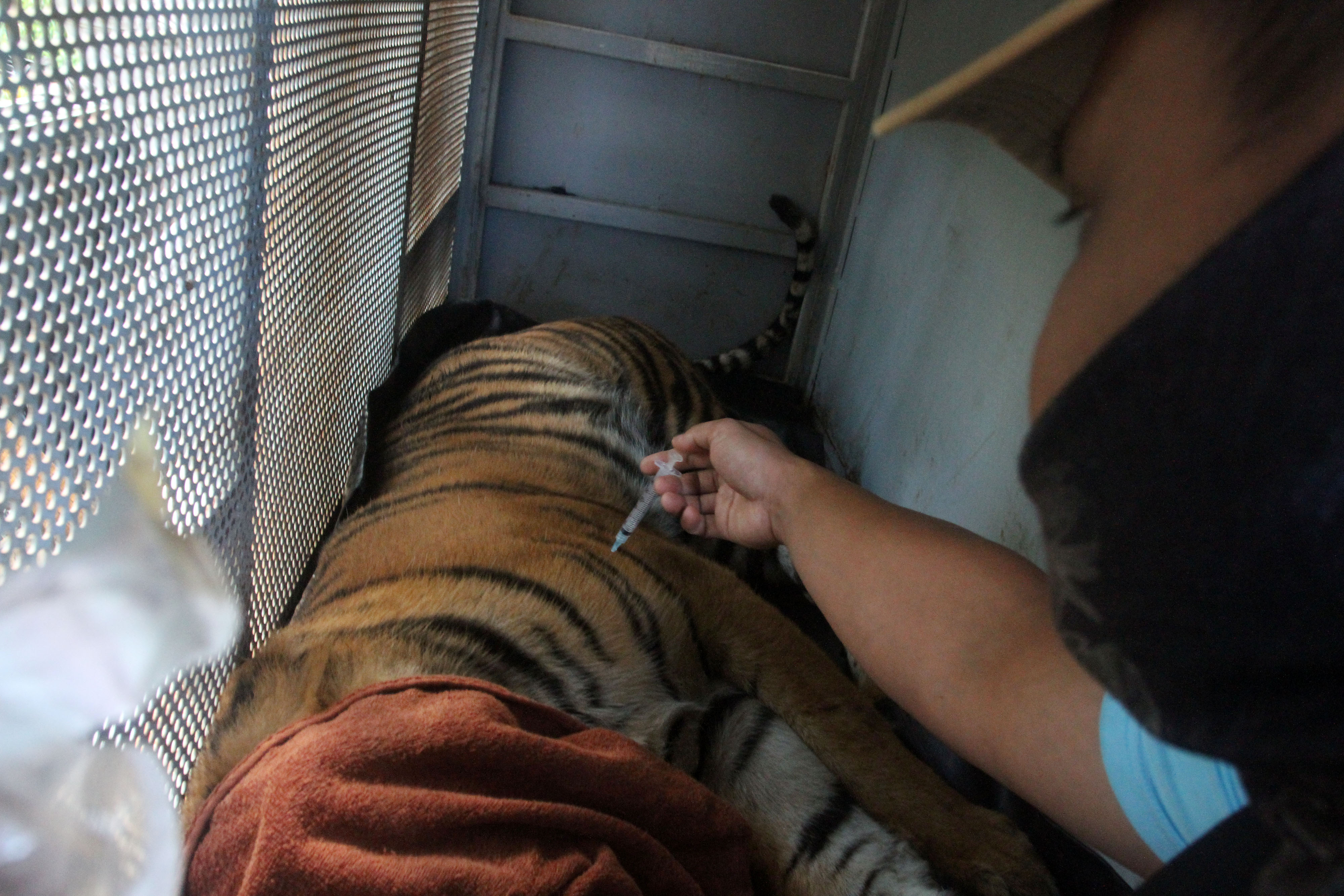 Harimau Sumatera Masuk Perangkap