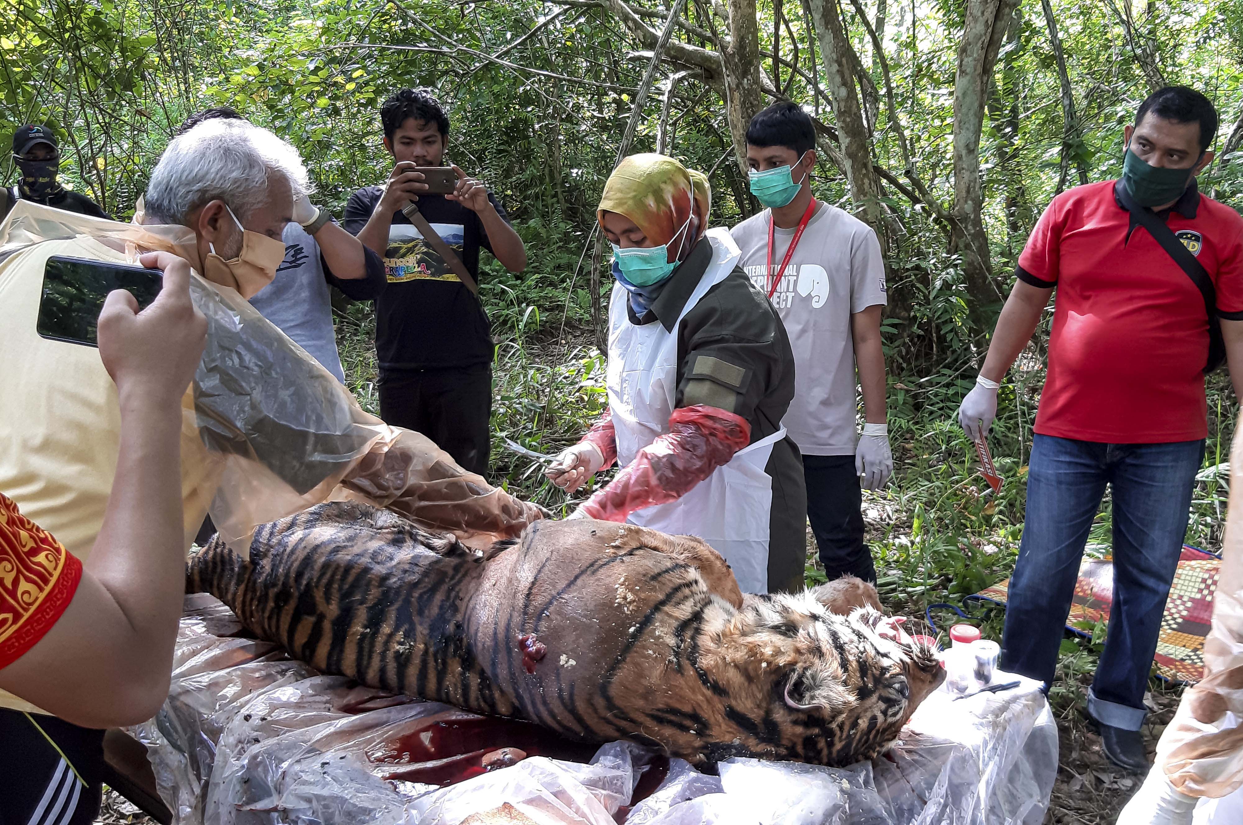 Harimau Sumatera Mati Keracunan