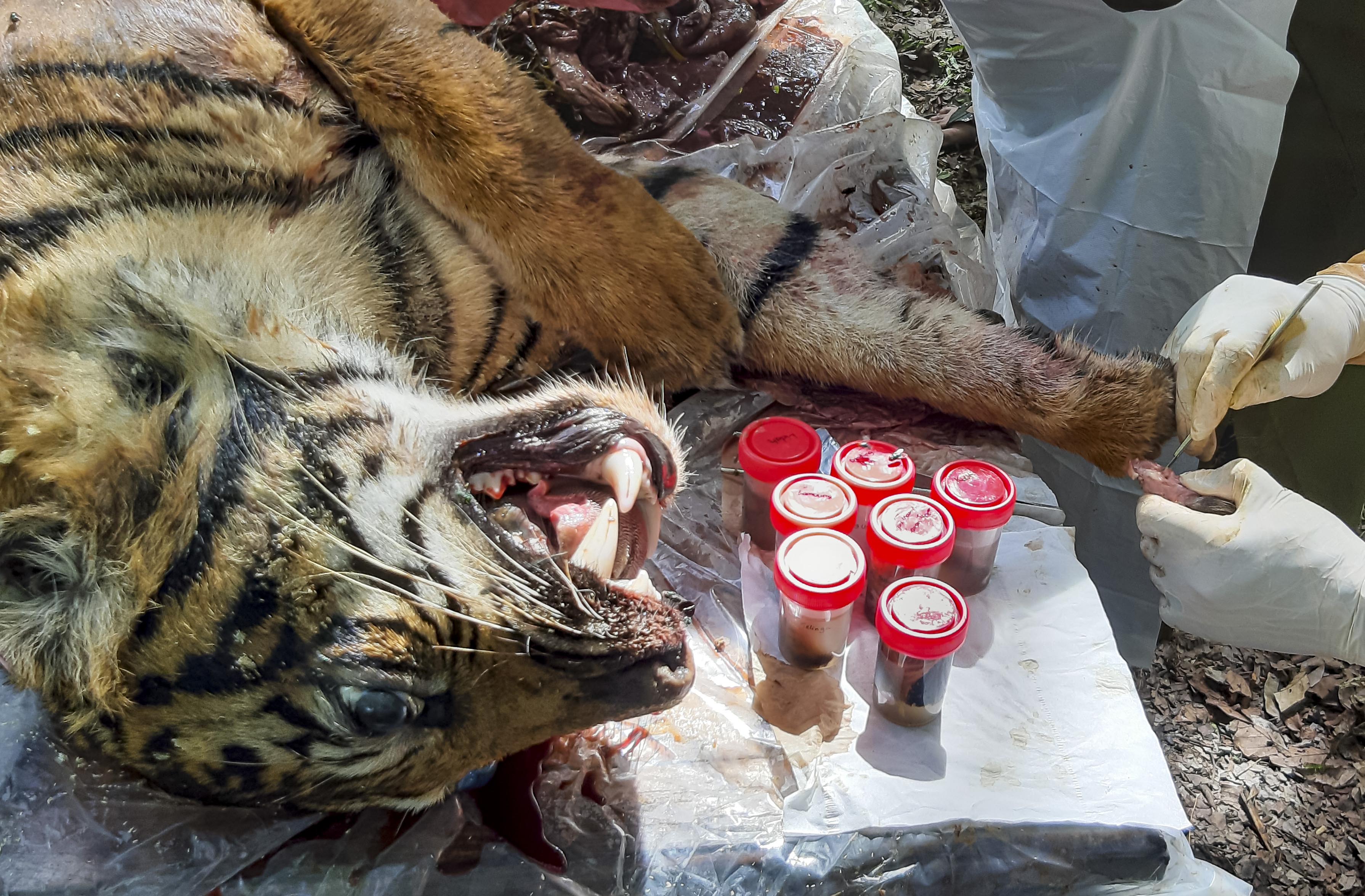 Harimau Sumatera Mati Keracunan